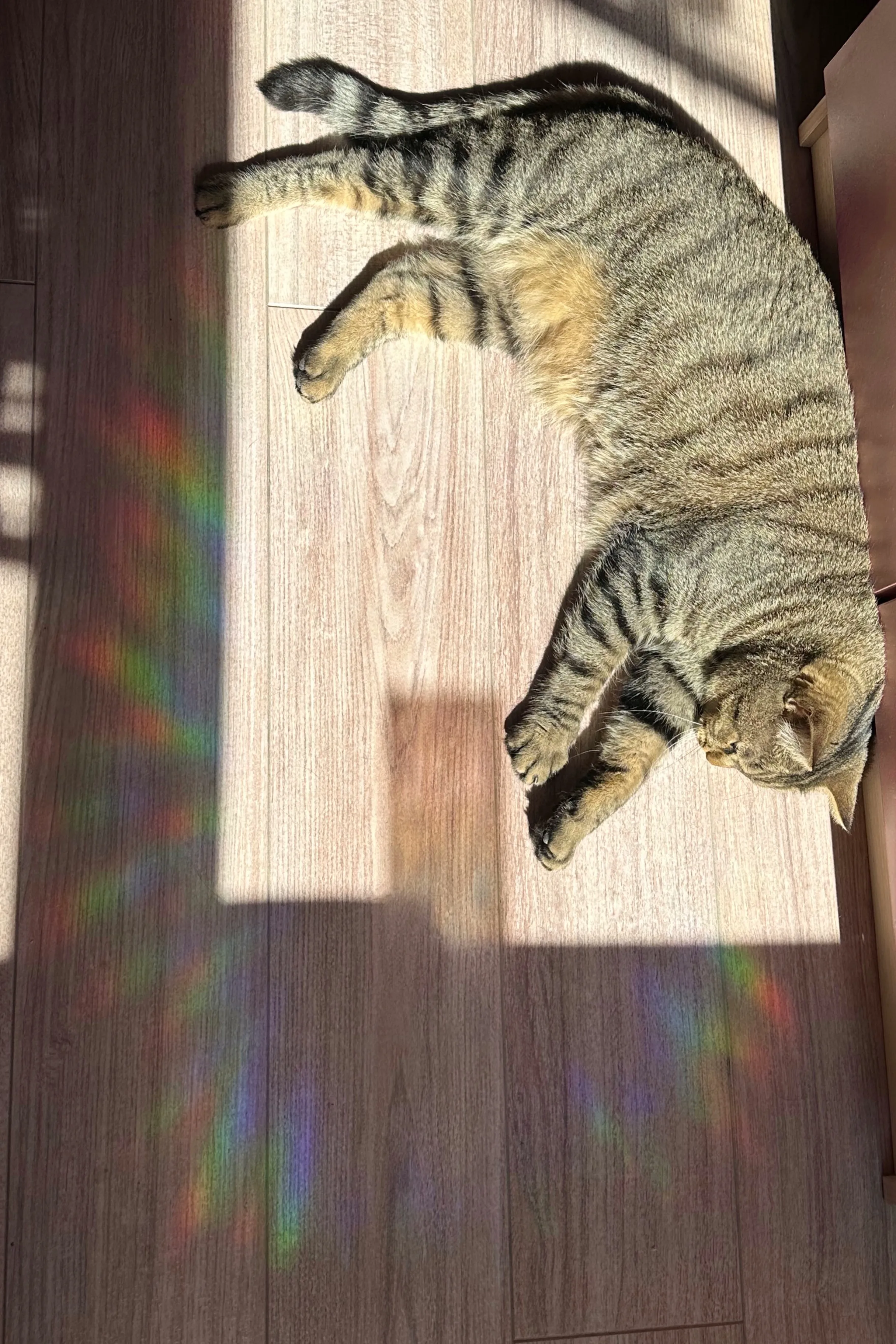 Ореол цвета