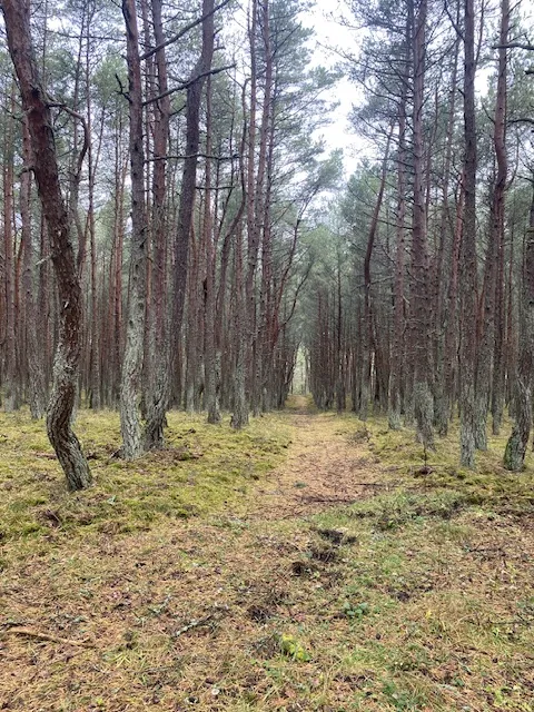 Танцующий лес