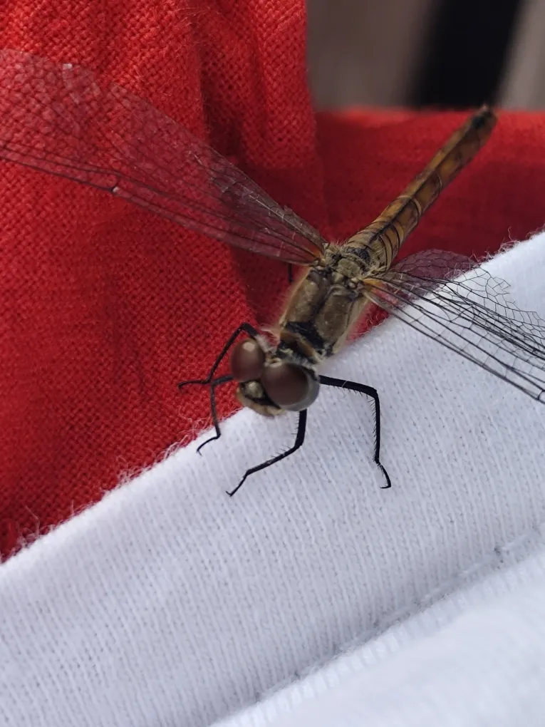 Любопытная стрекоза