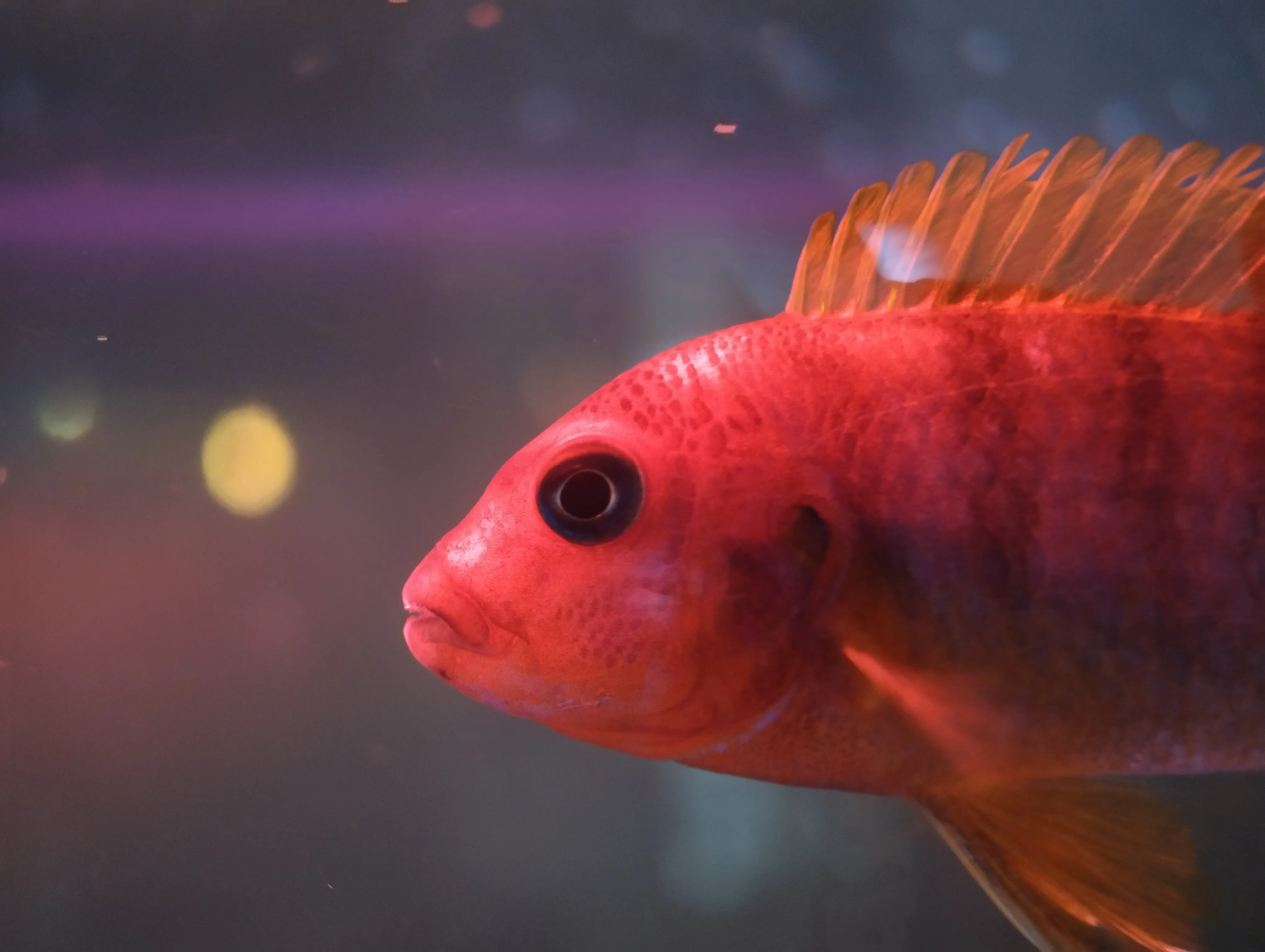 Аквариумная рыбка