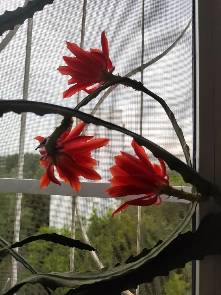 Отпустите на волю