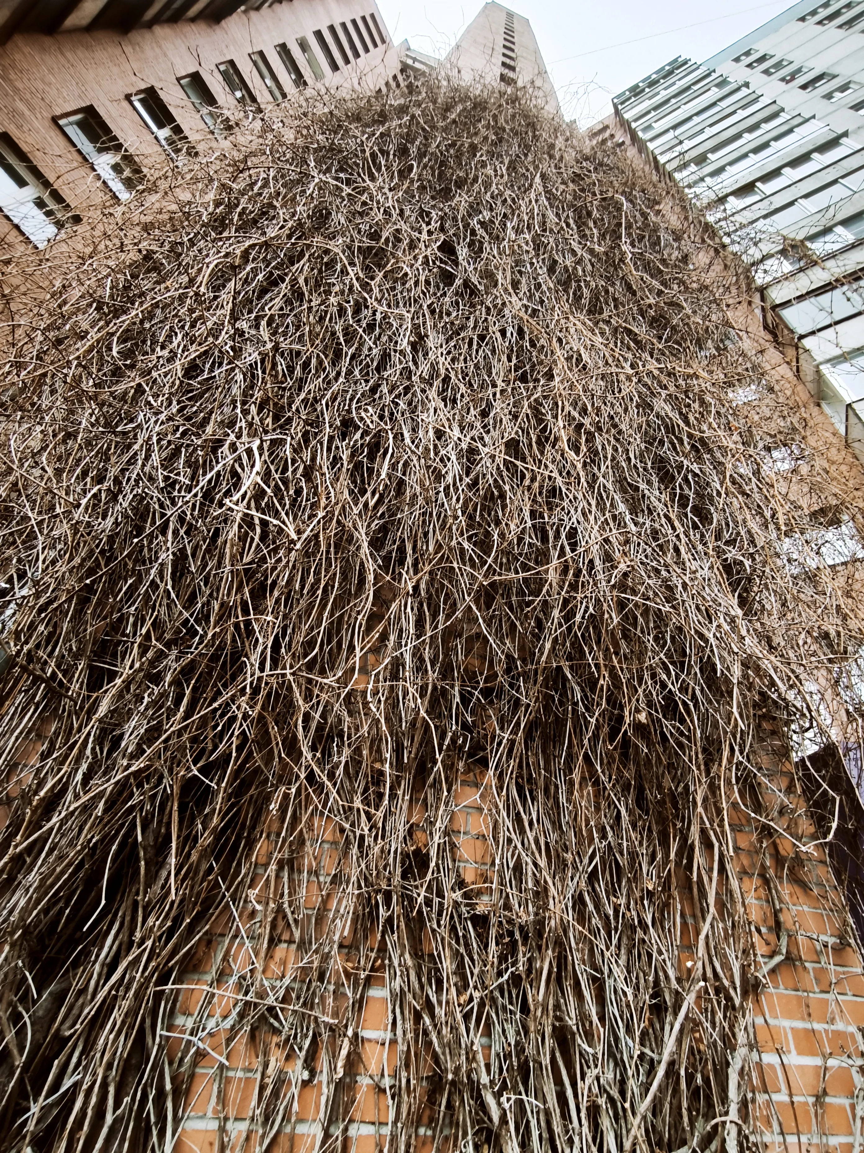 Городской старец