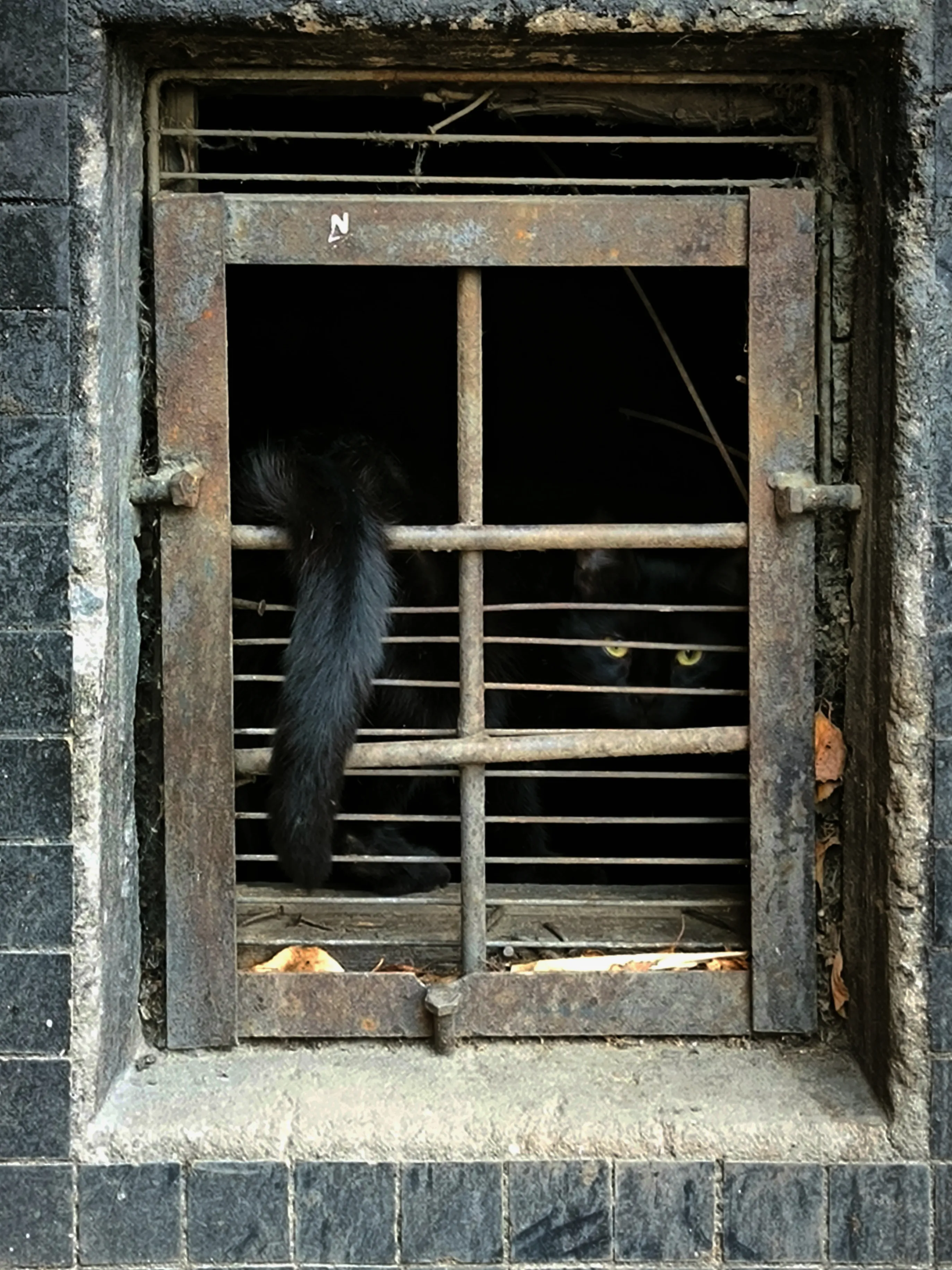 Взгляд из темноты