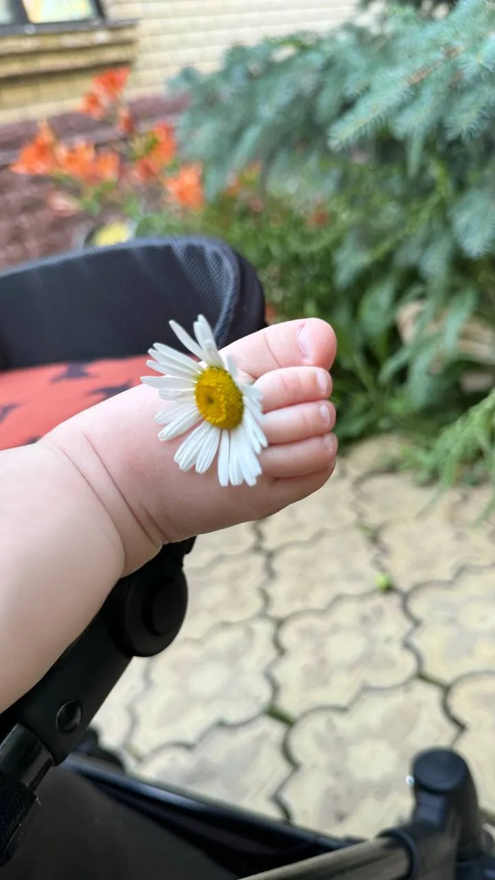 Ромашковая радость