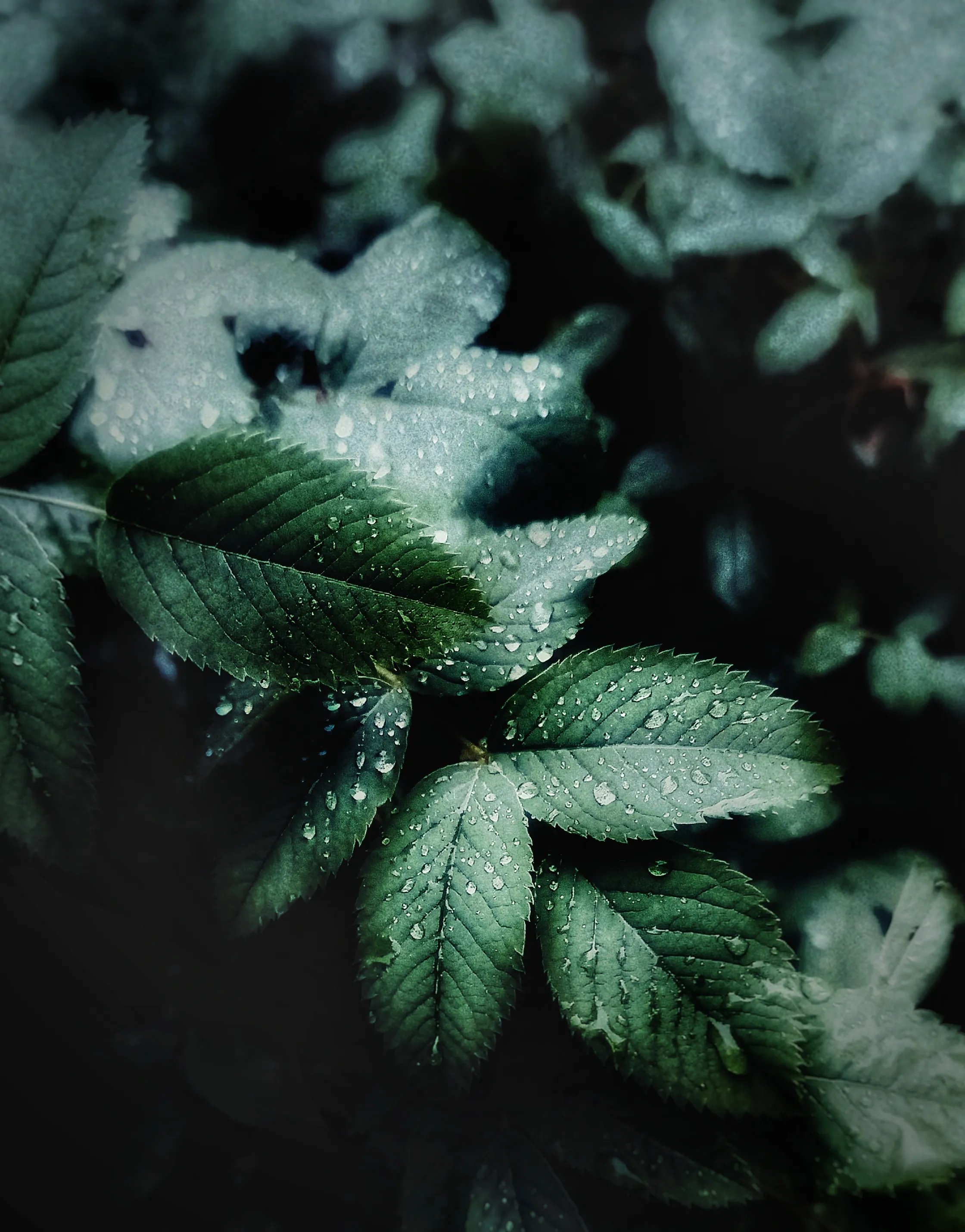 После дождя