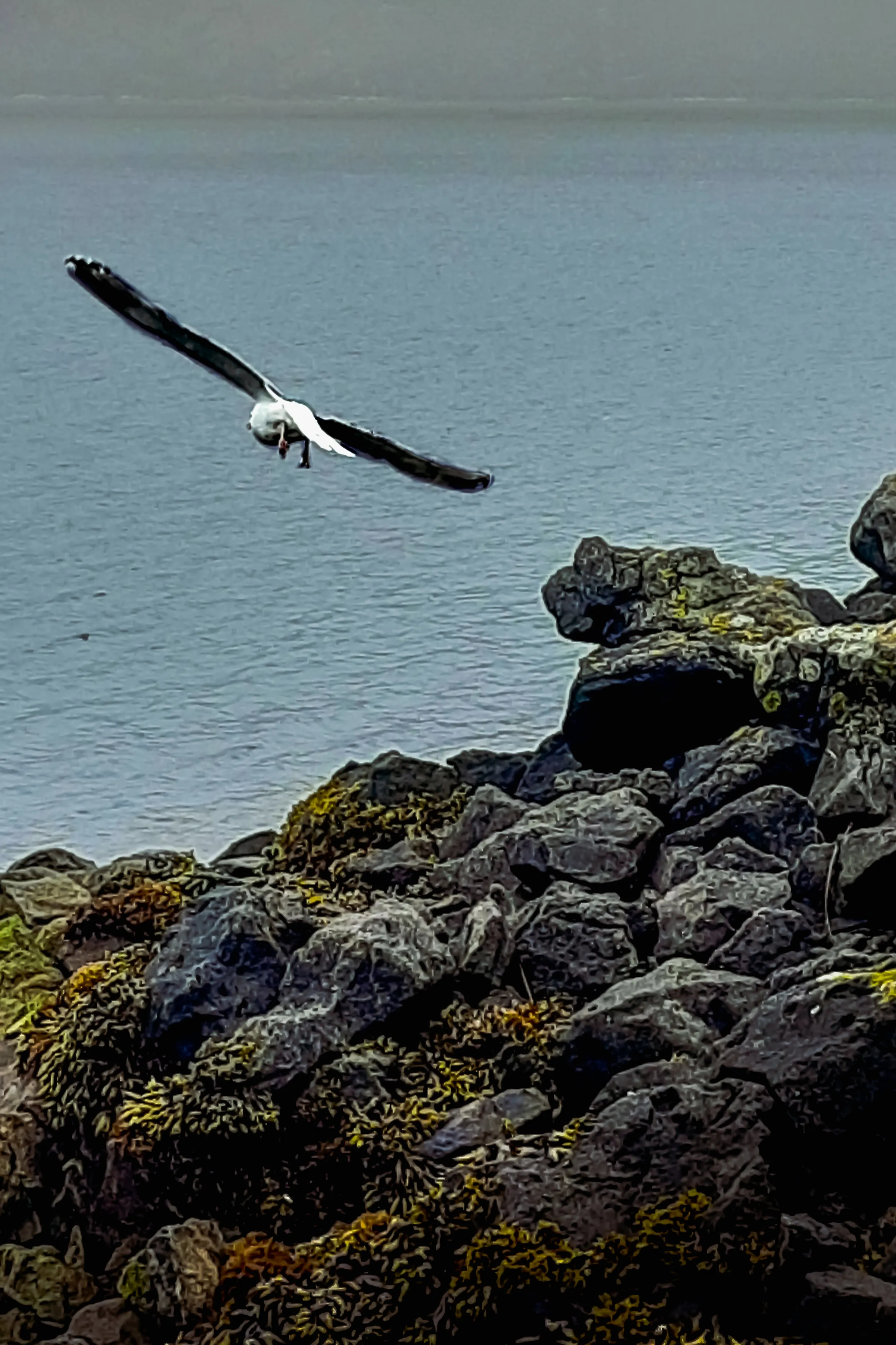 Остров Янкича - Чайка