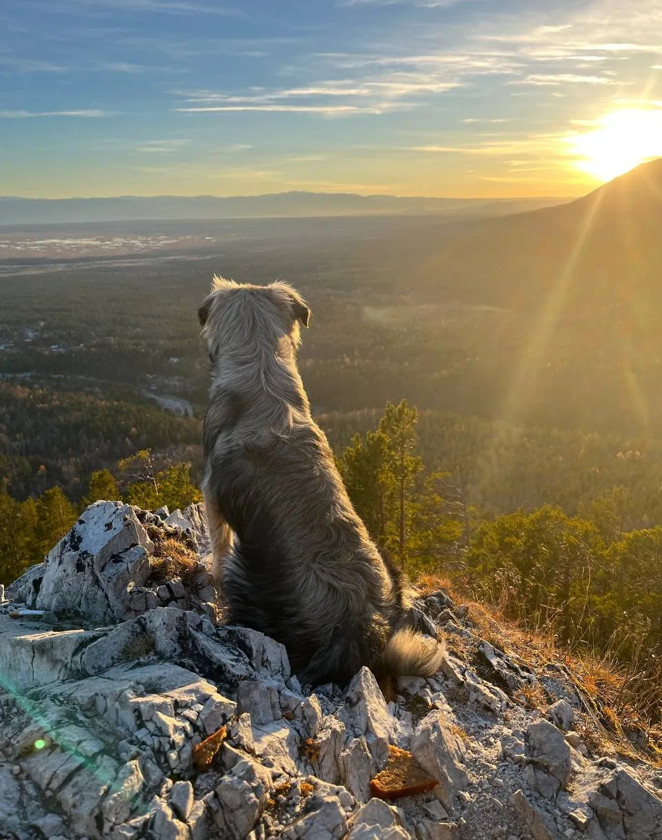 Собачий дзен