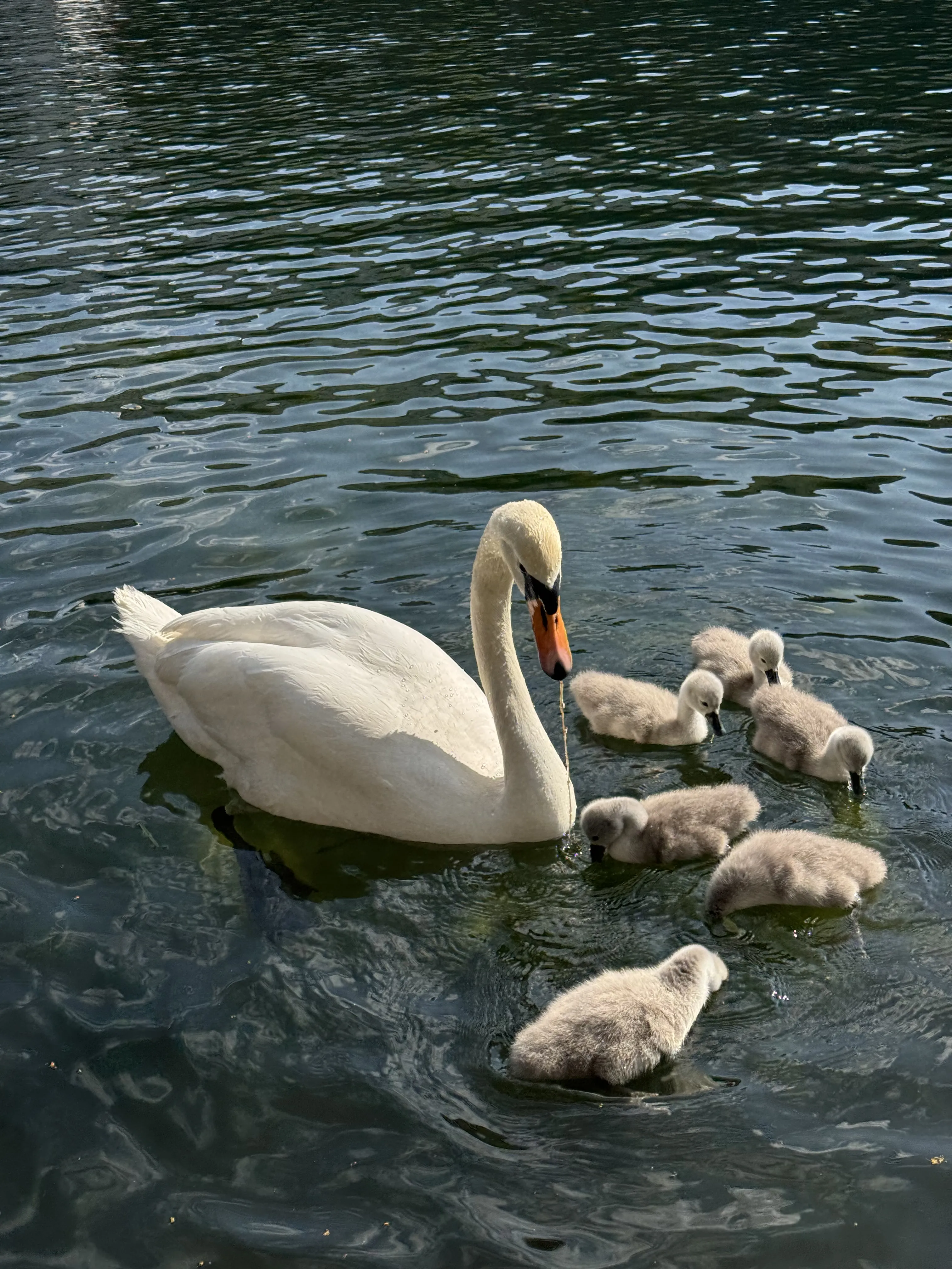 Пушистые комочки счастья