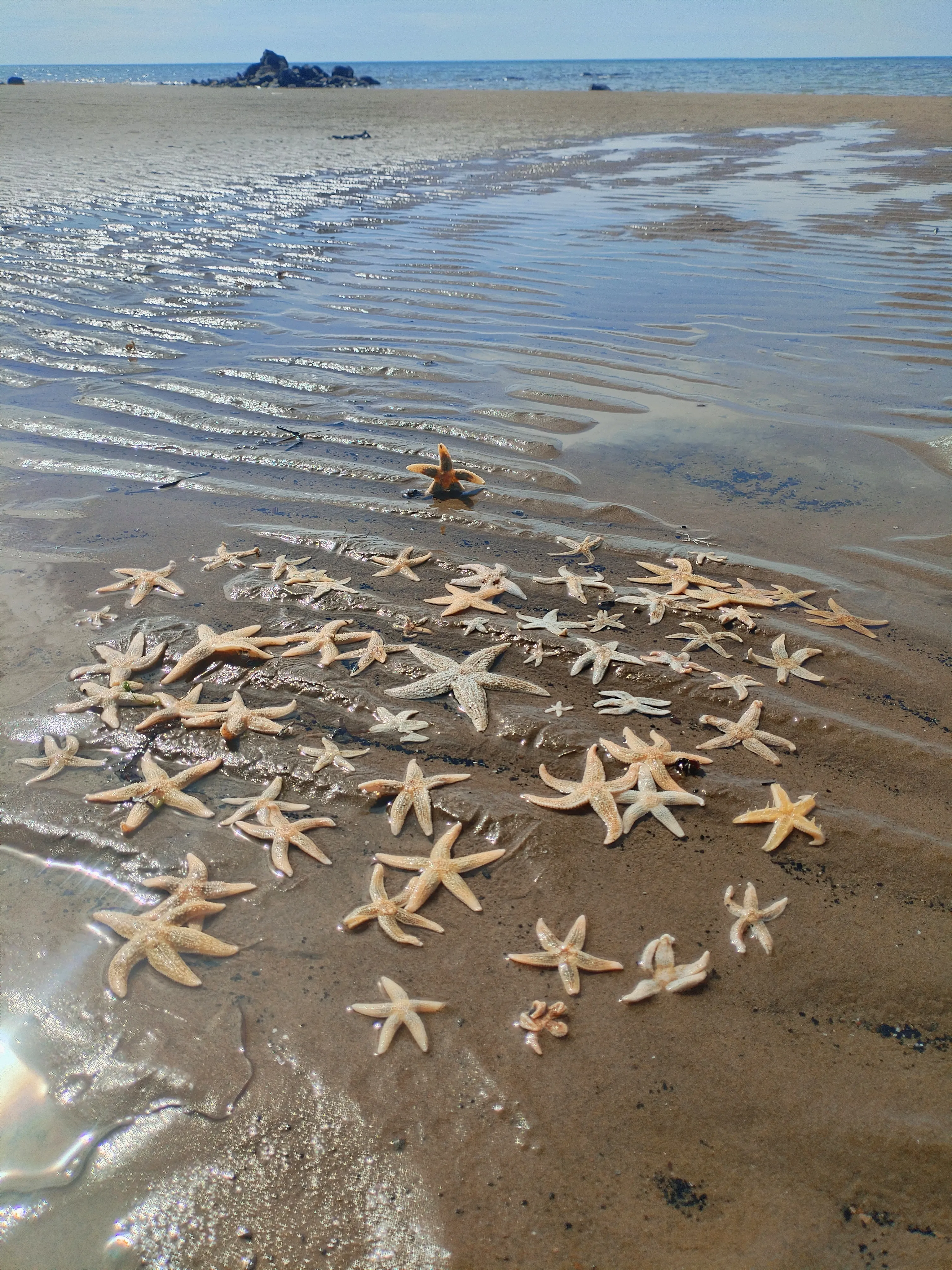 Рок звезда и ее звёздные фанаты