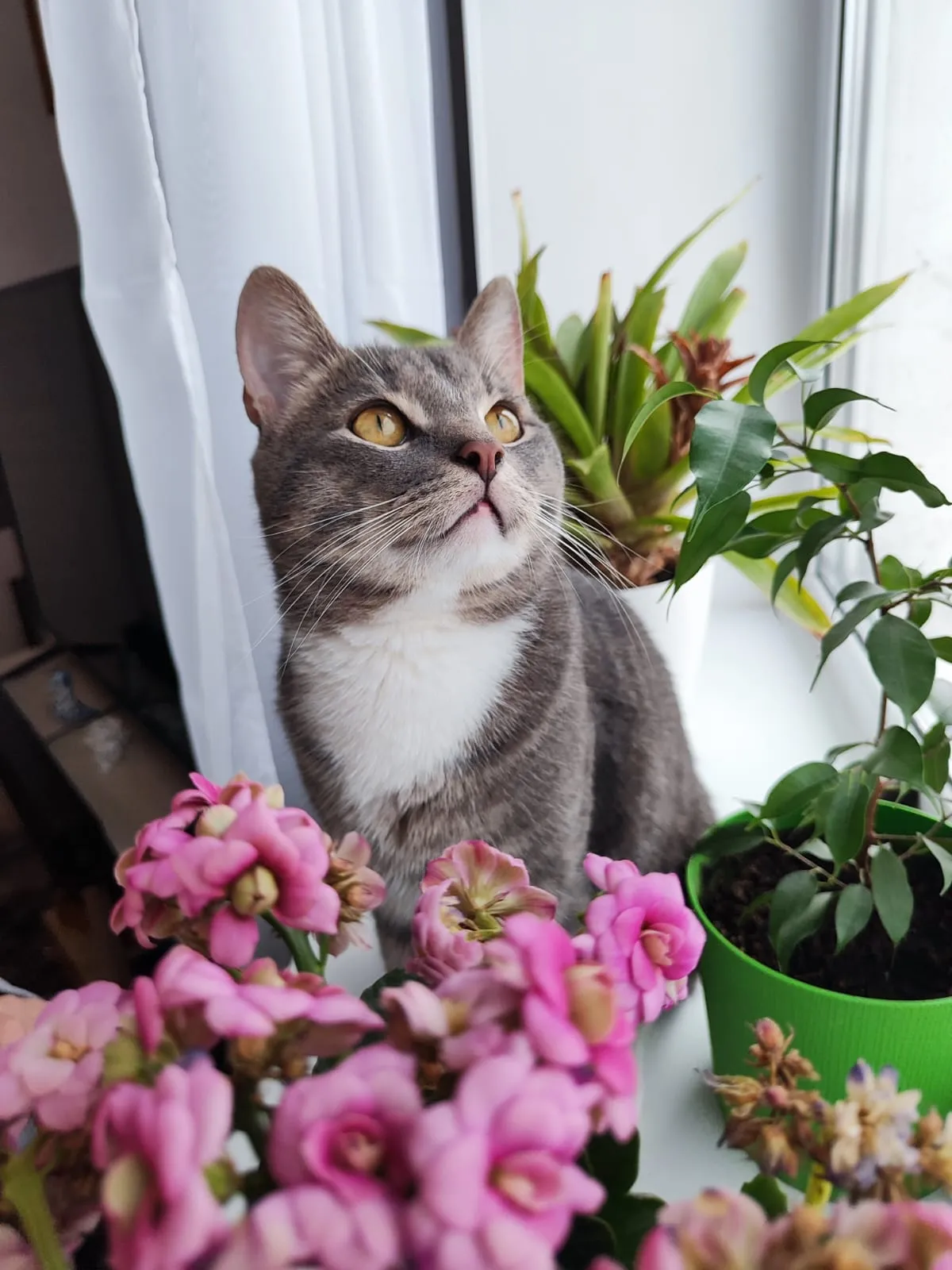 Мой кот Дымок