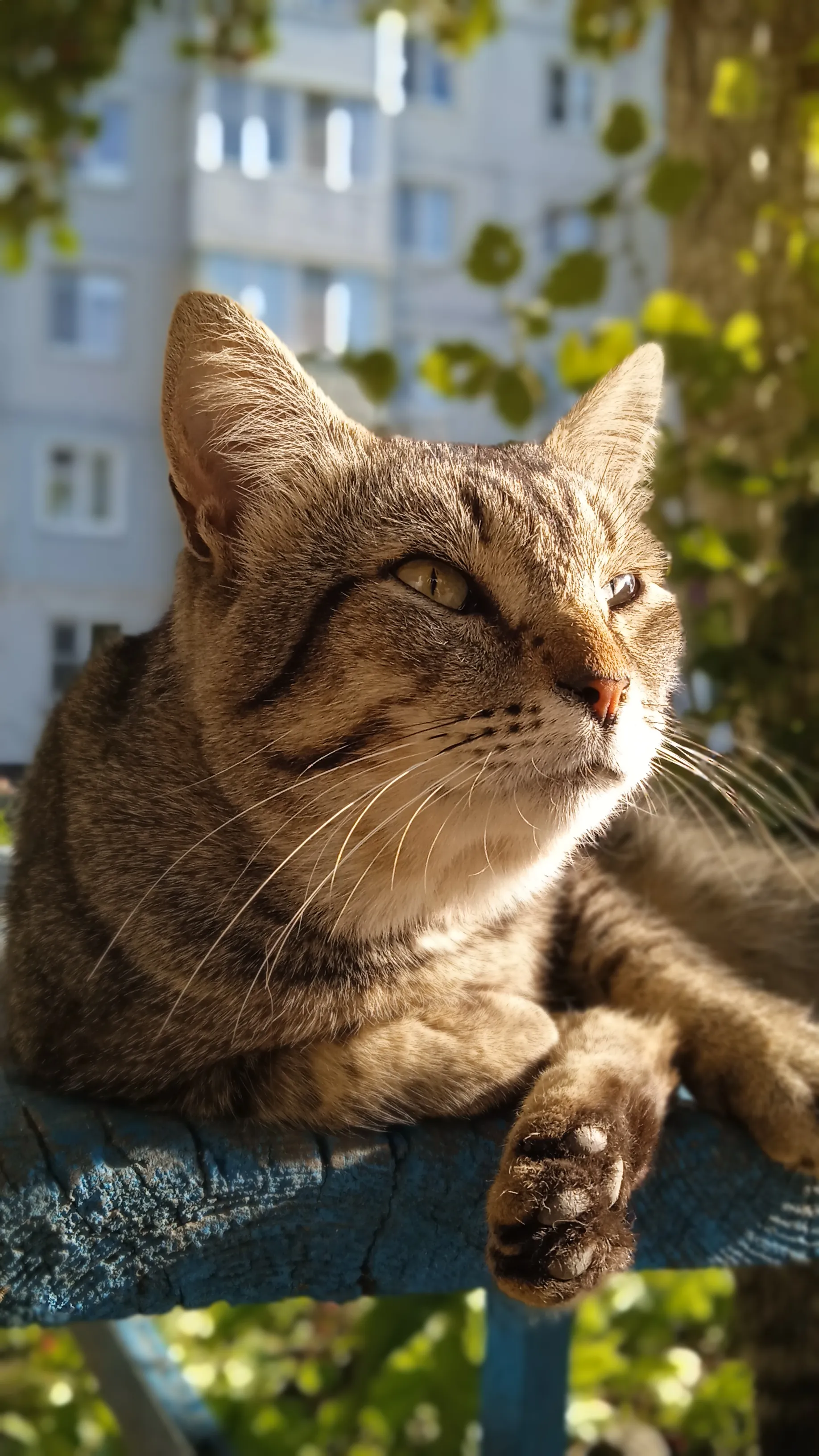 Хозяин двора