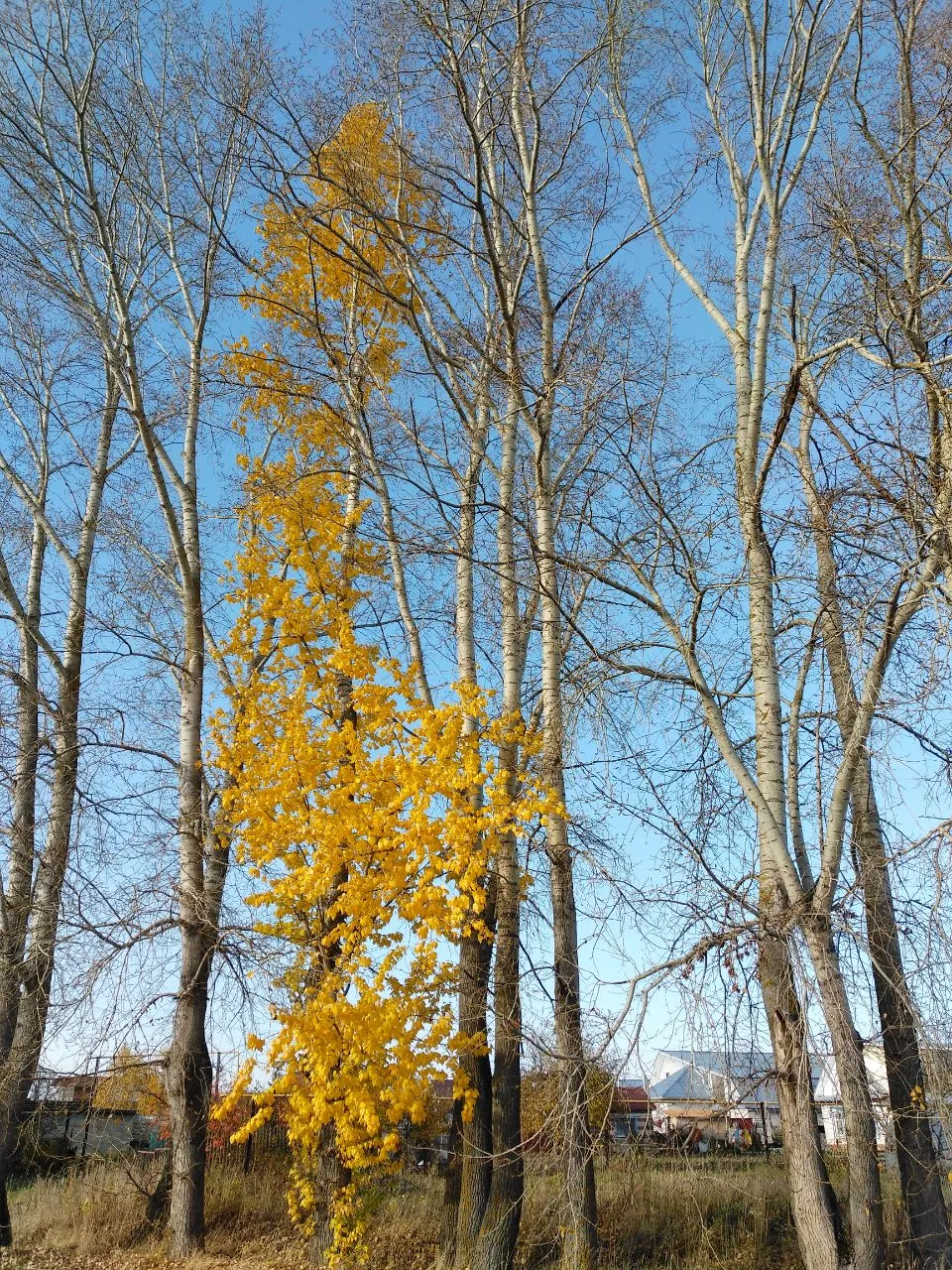 "Я приглашаю вас на белый танец"