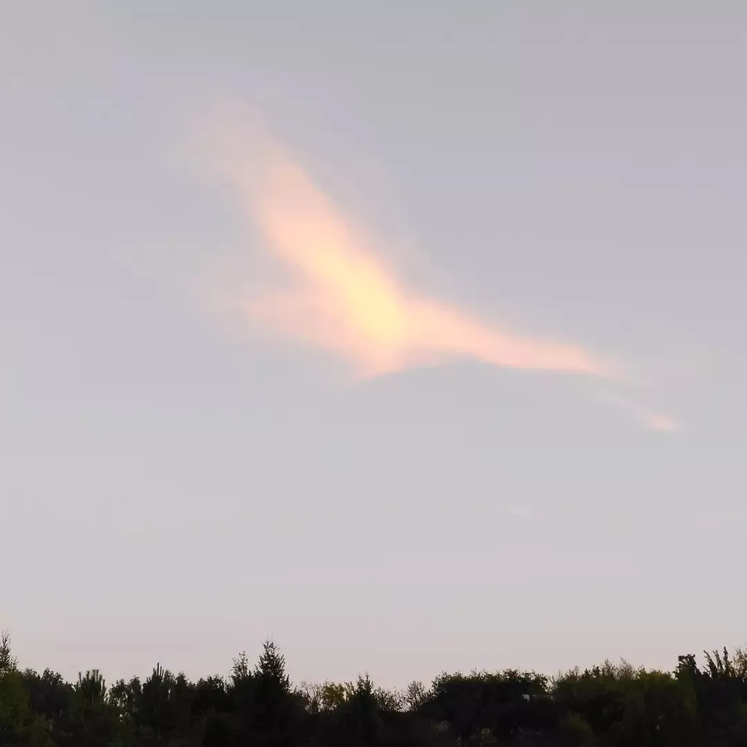 "Птица Феникс"