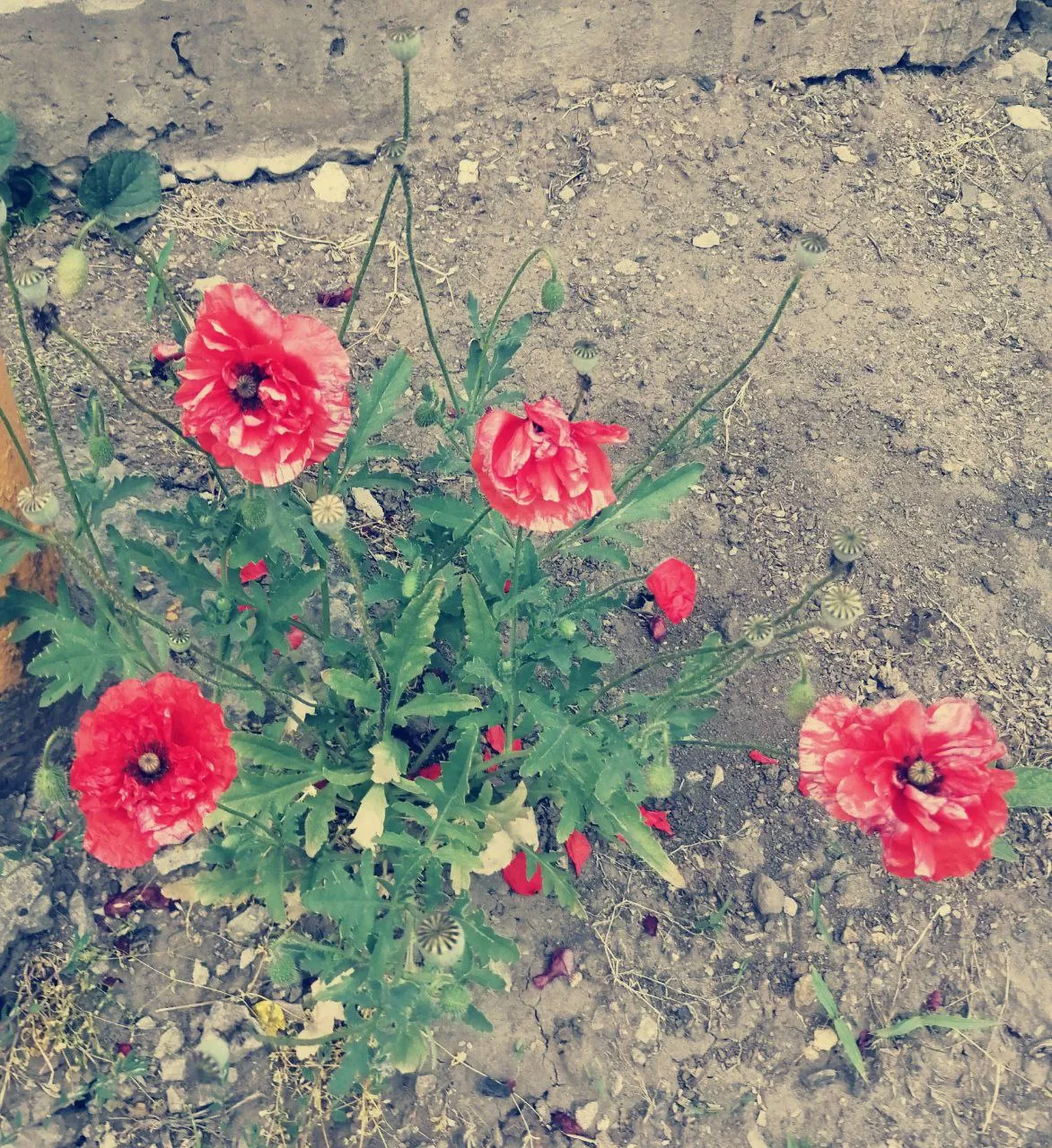 маки на бетоне