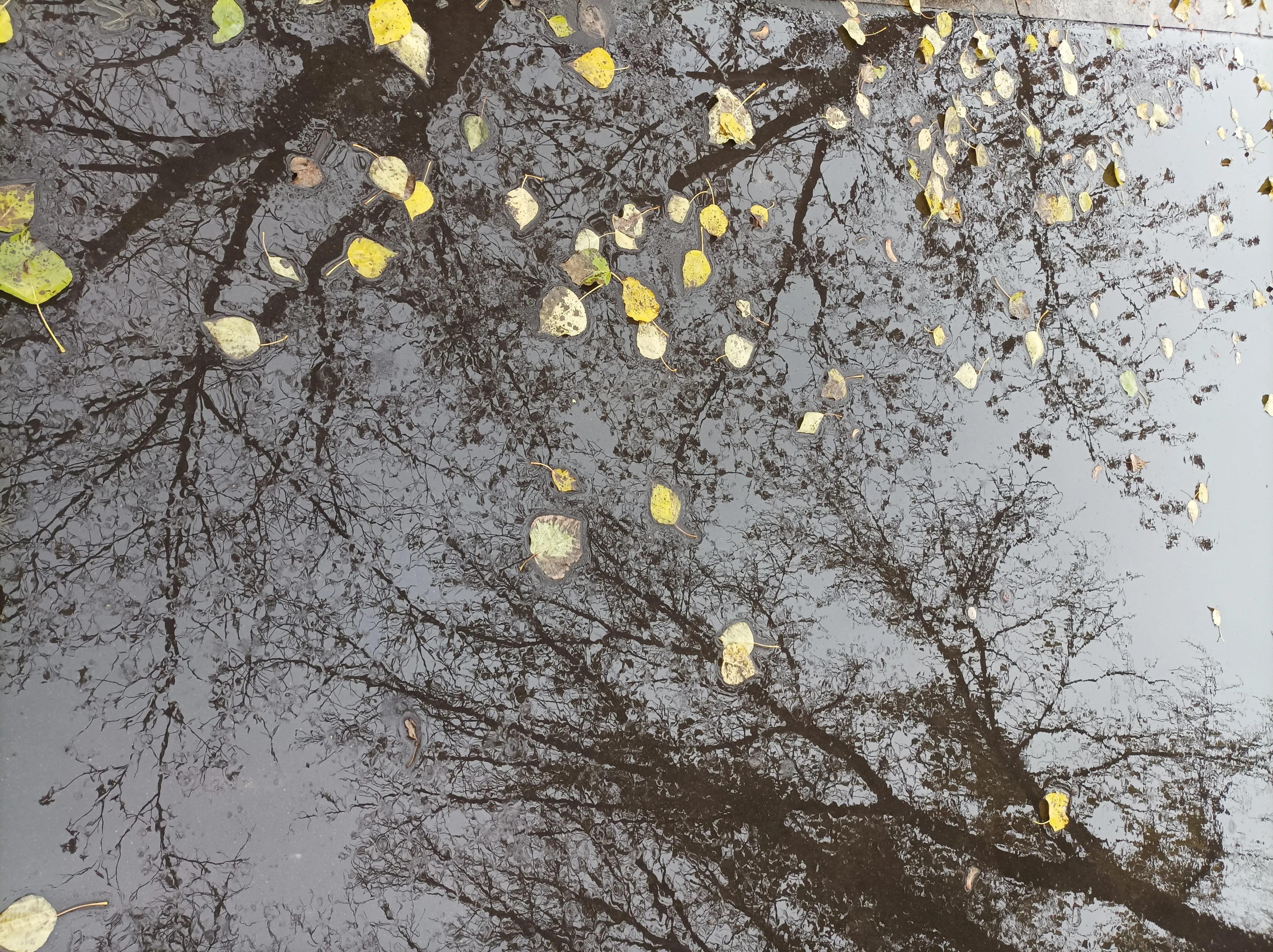 Отражение осени