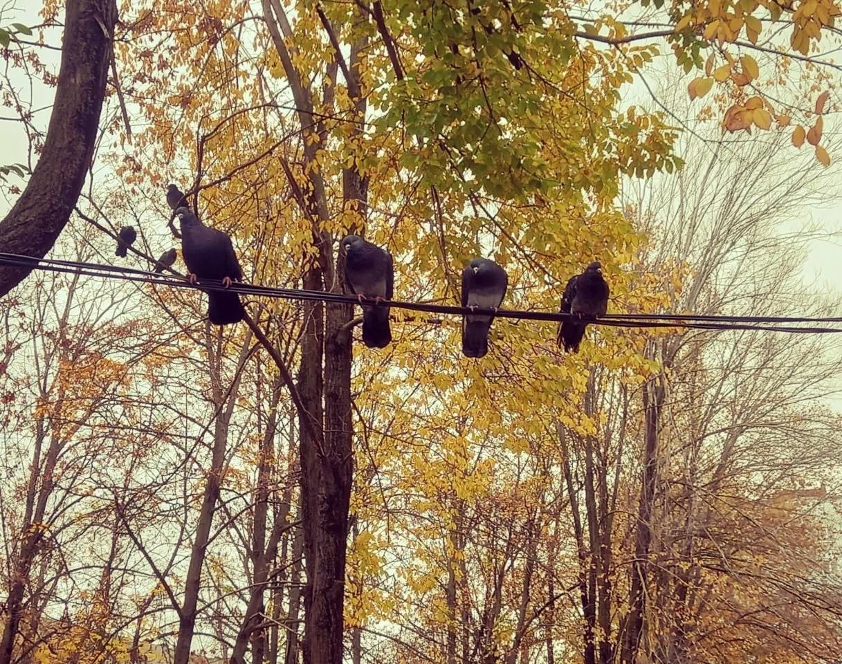 любопытные голуби