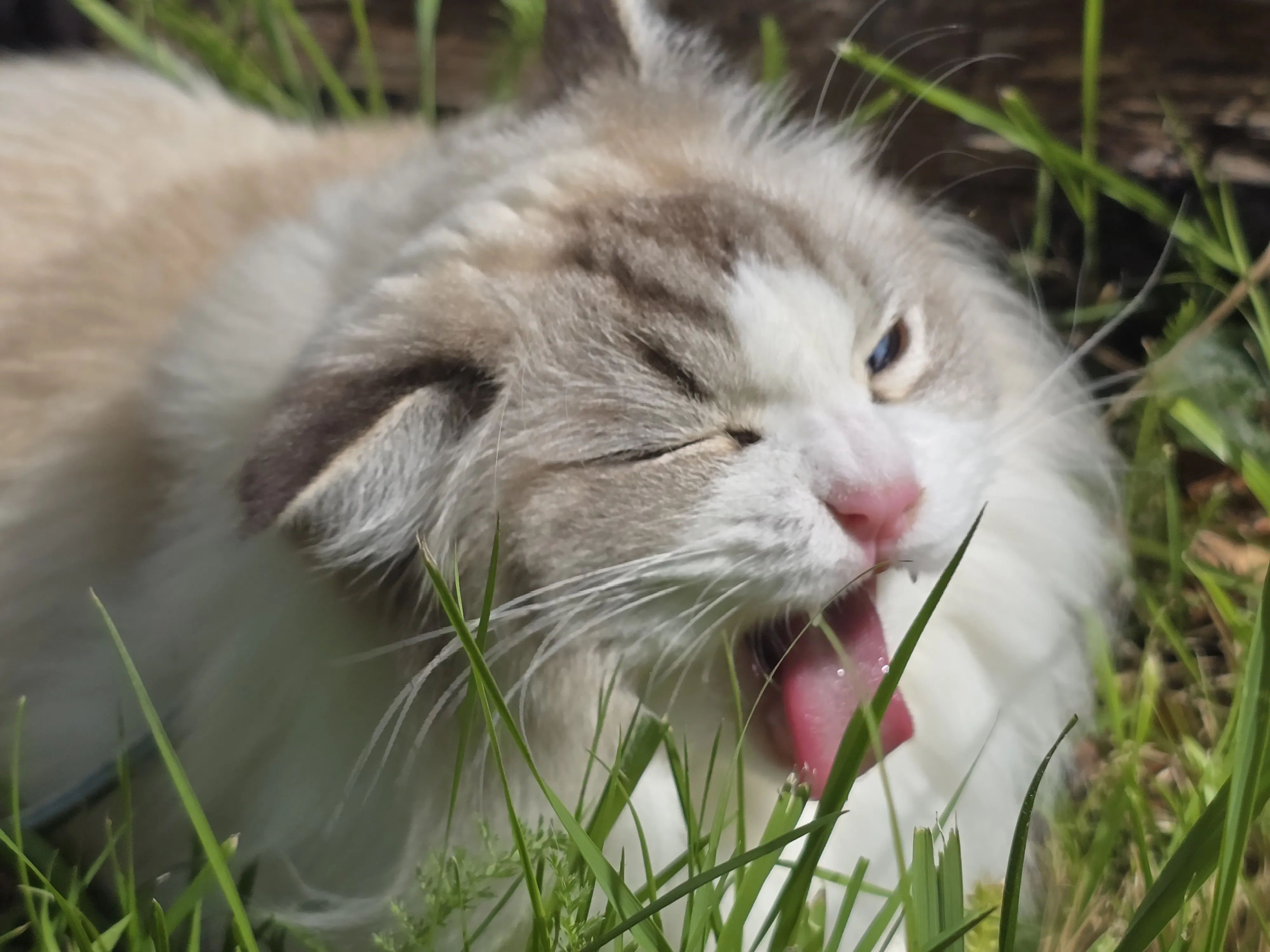 Грозный хищник