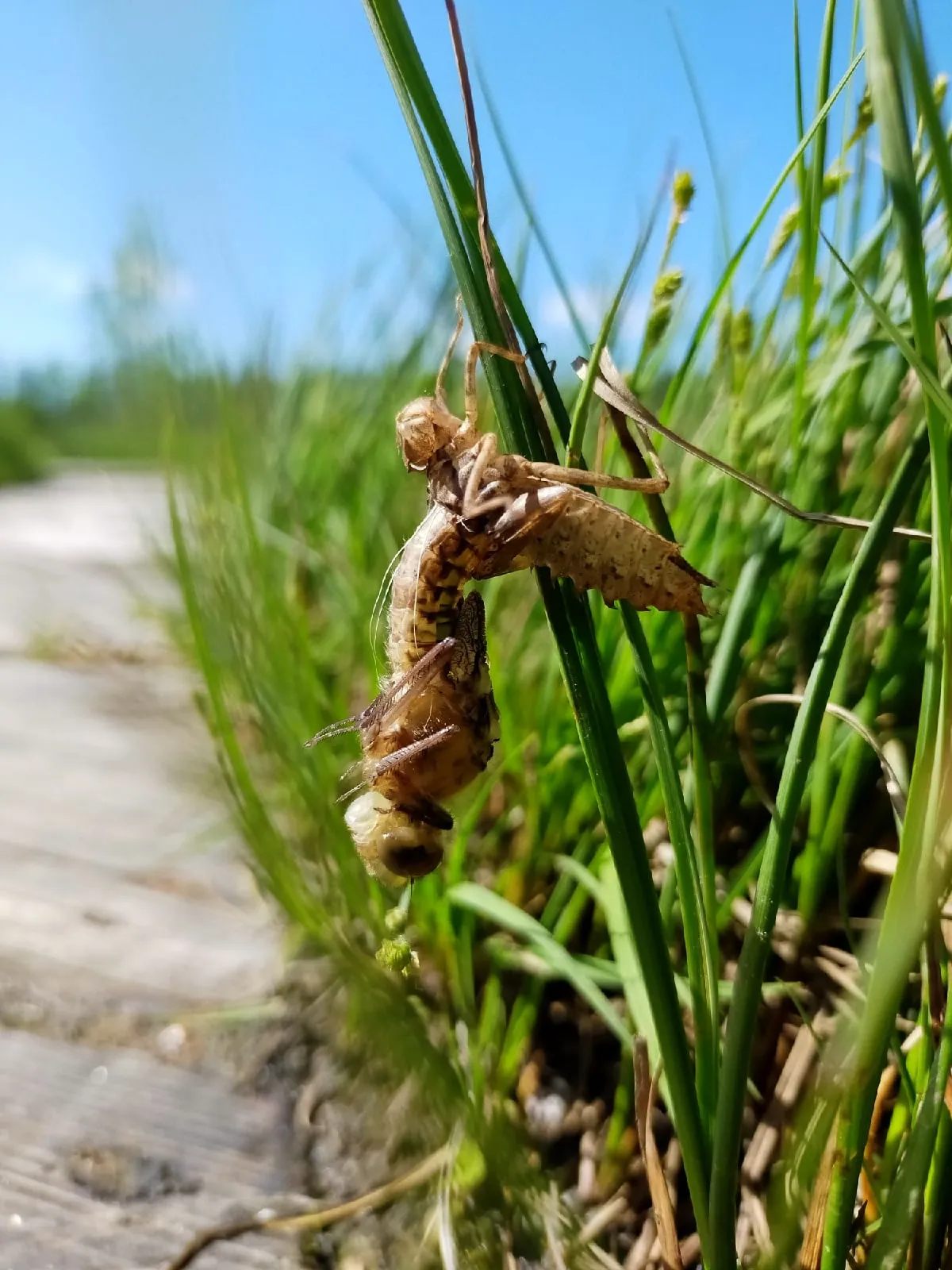 Перерождение