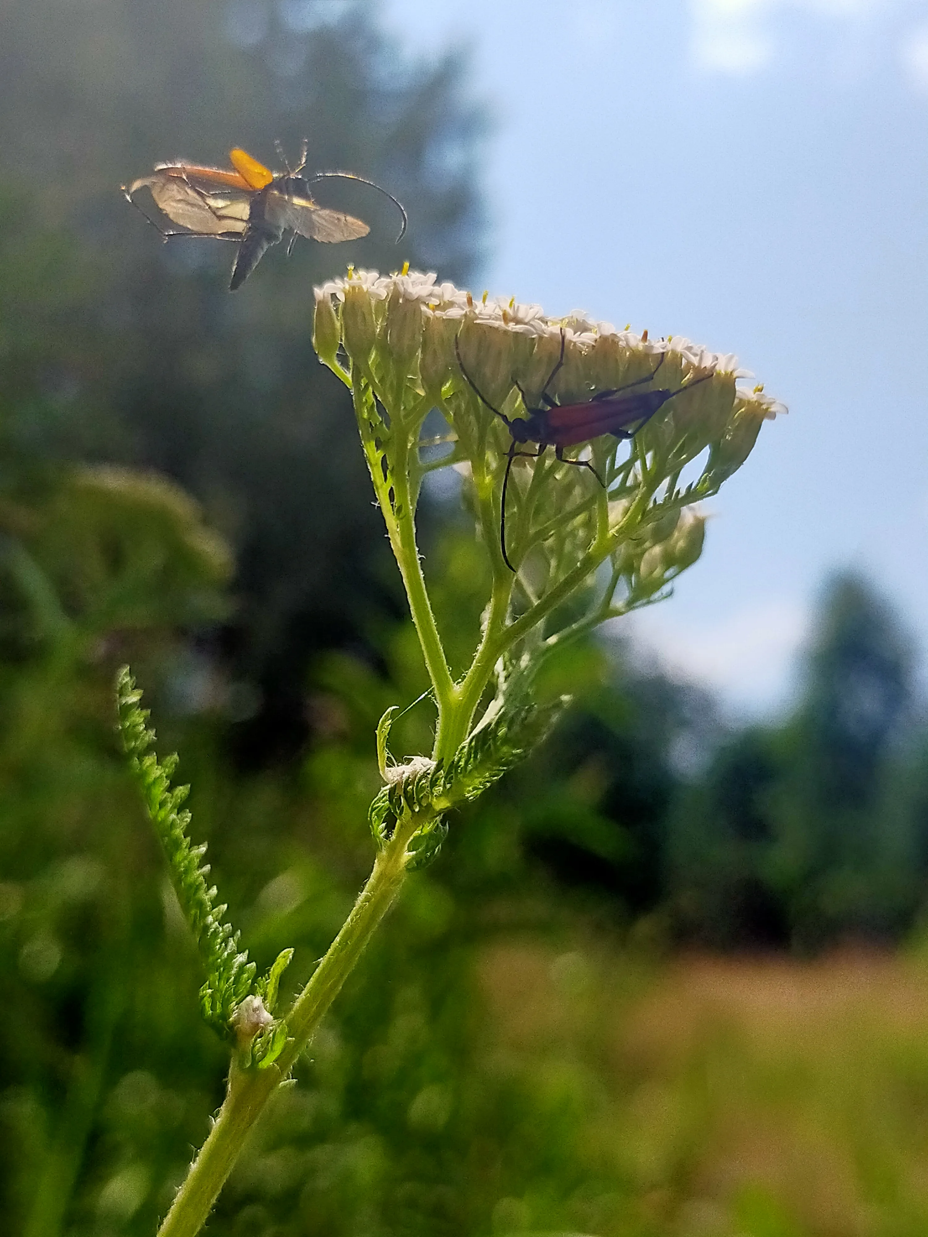 Навстречу мечте