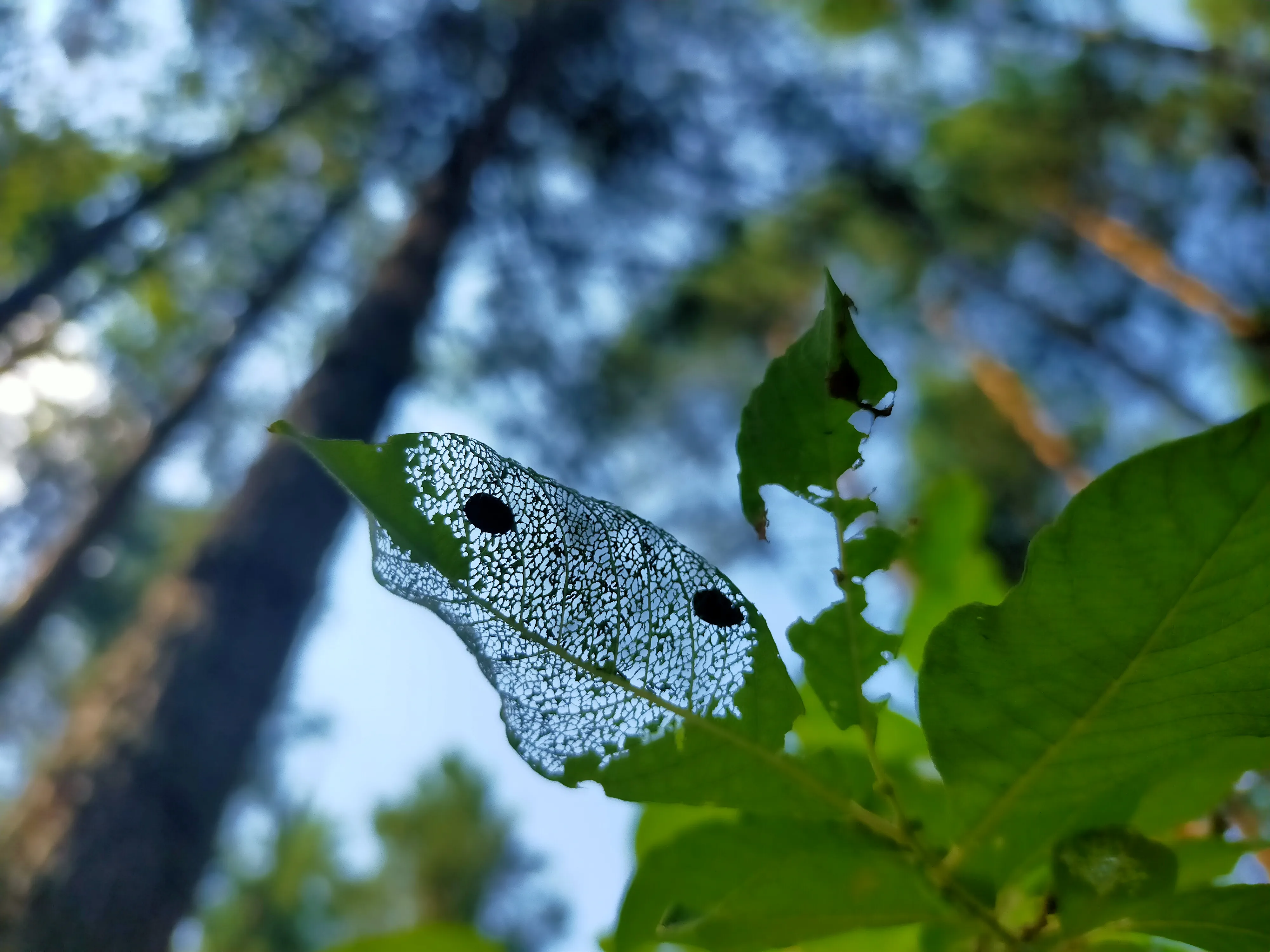Романтика под соснами