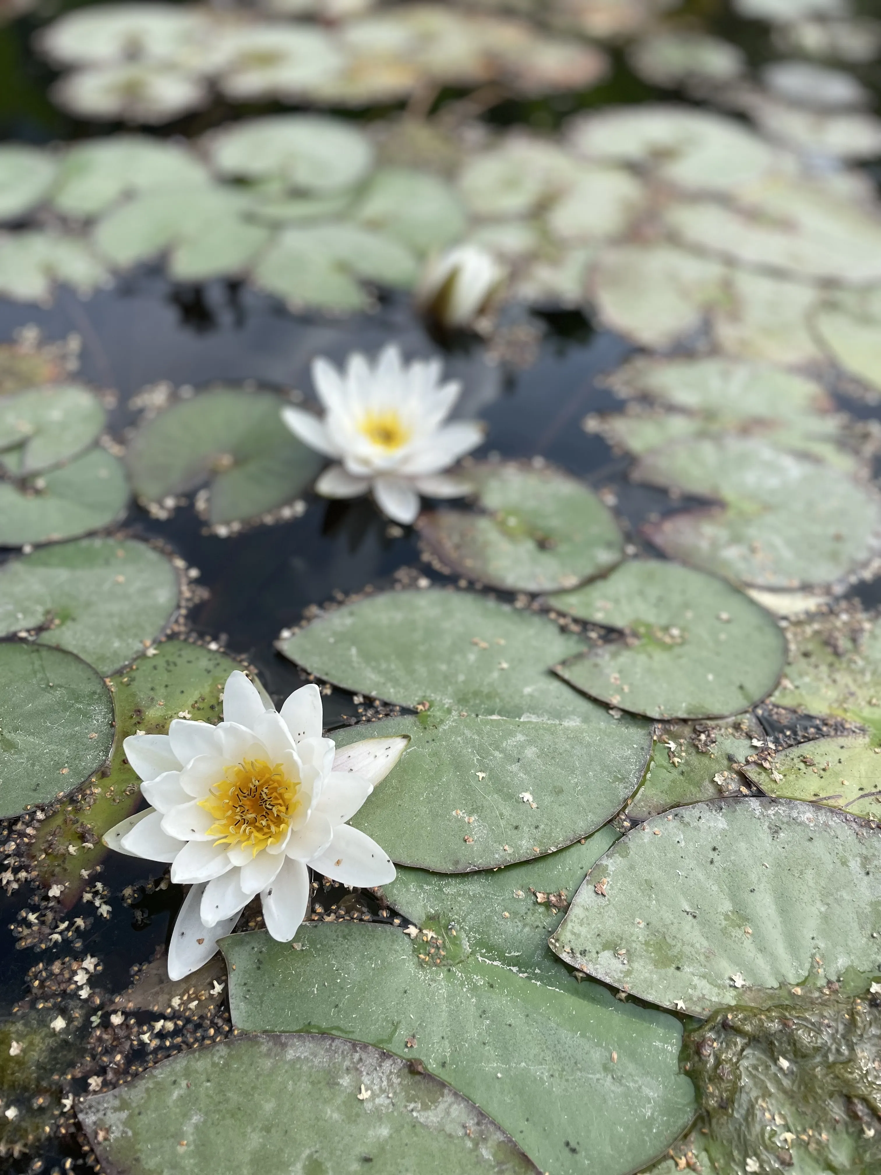 Три поколения