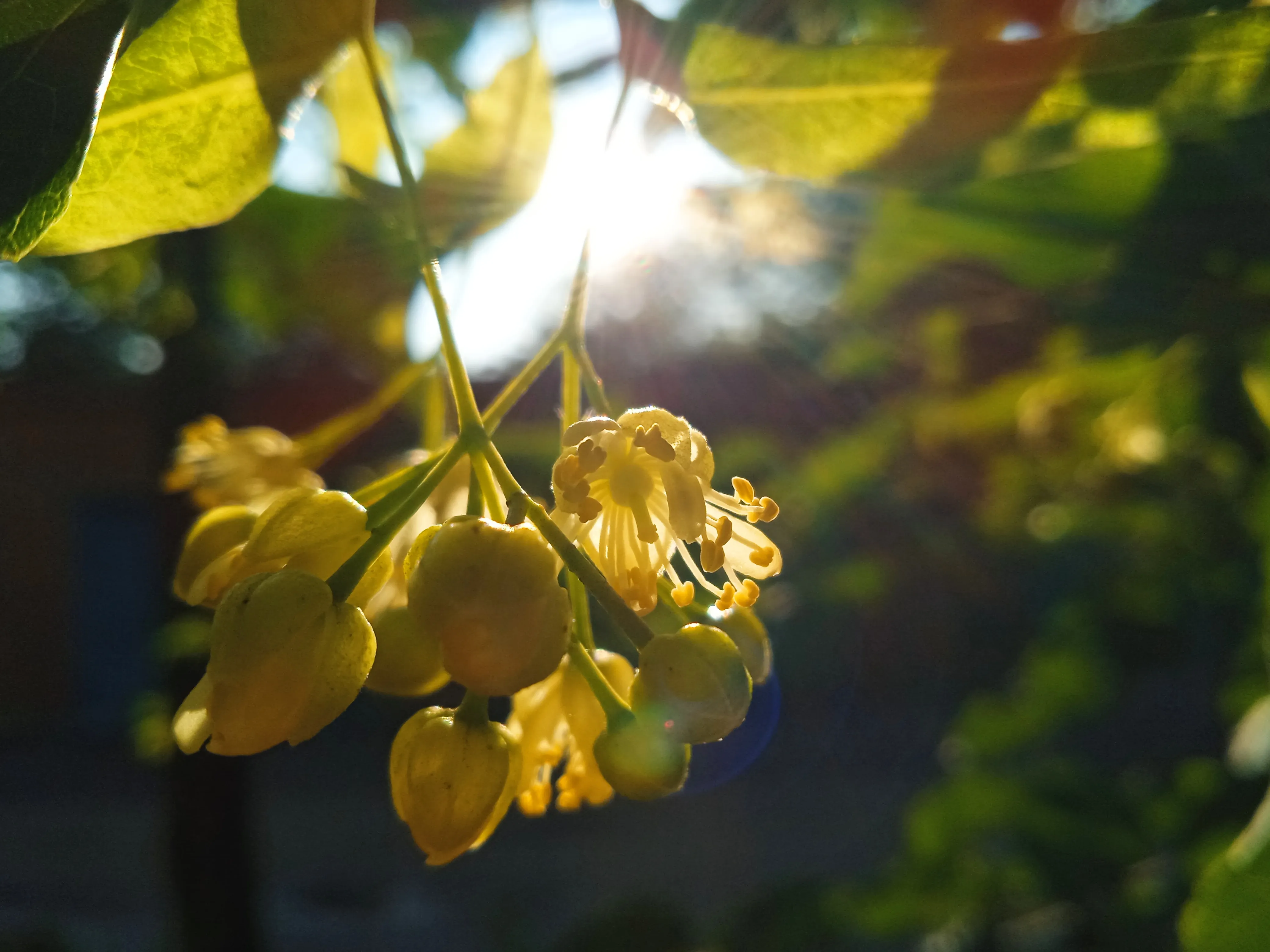 Нектар Жизни