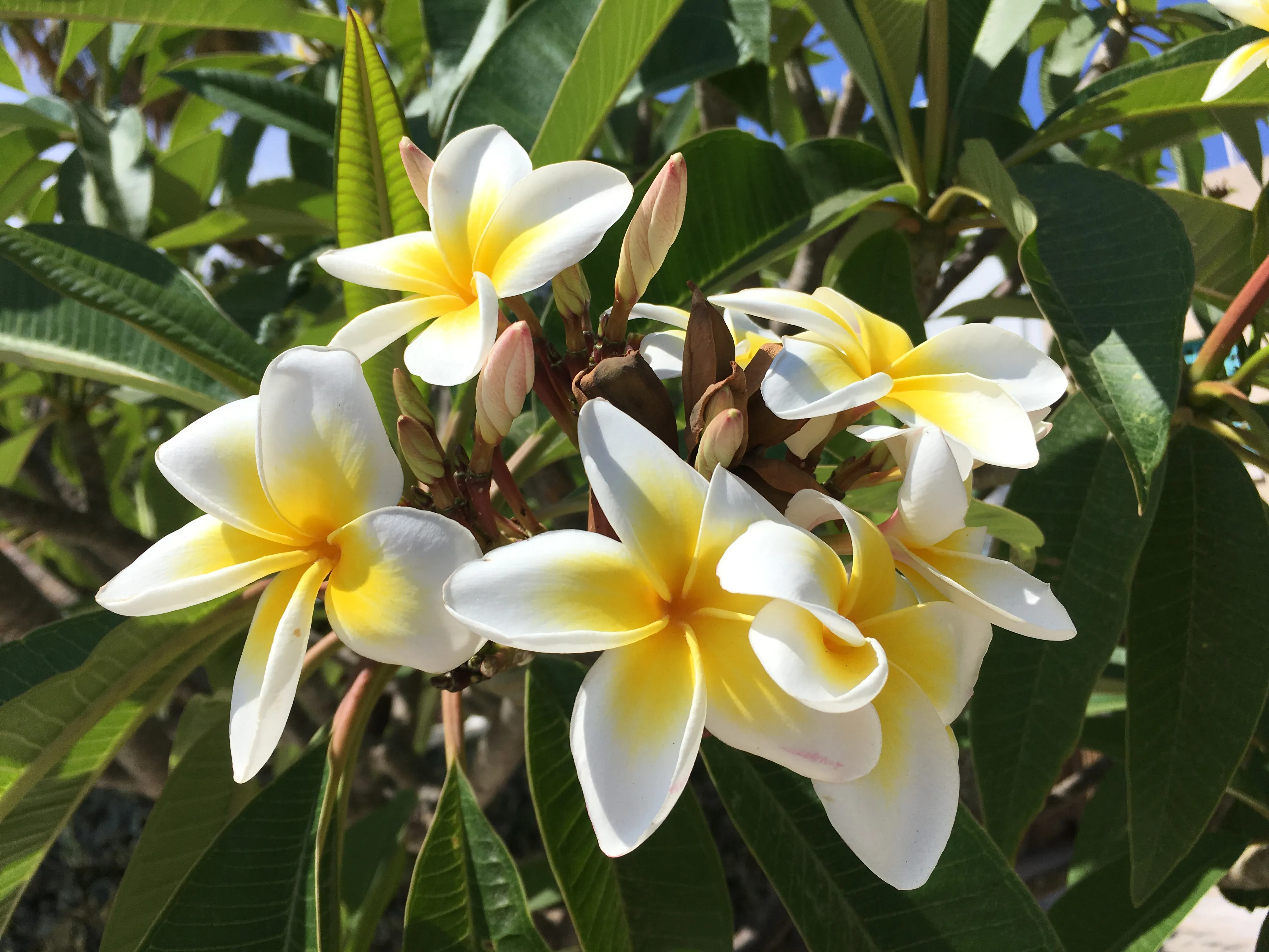 Символ бессмертия и… страсти