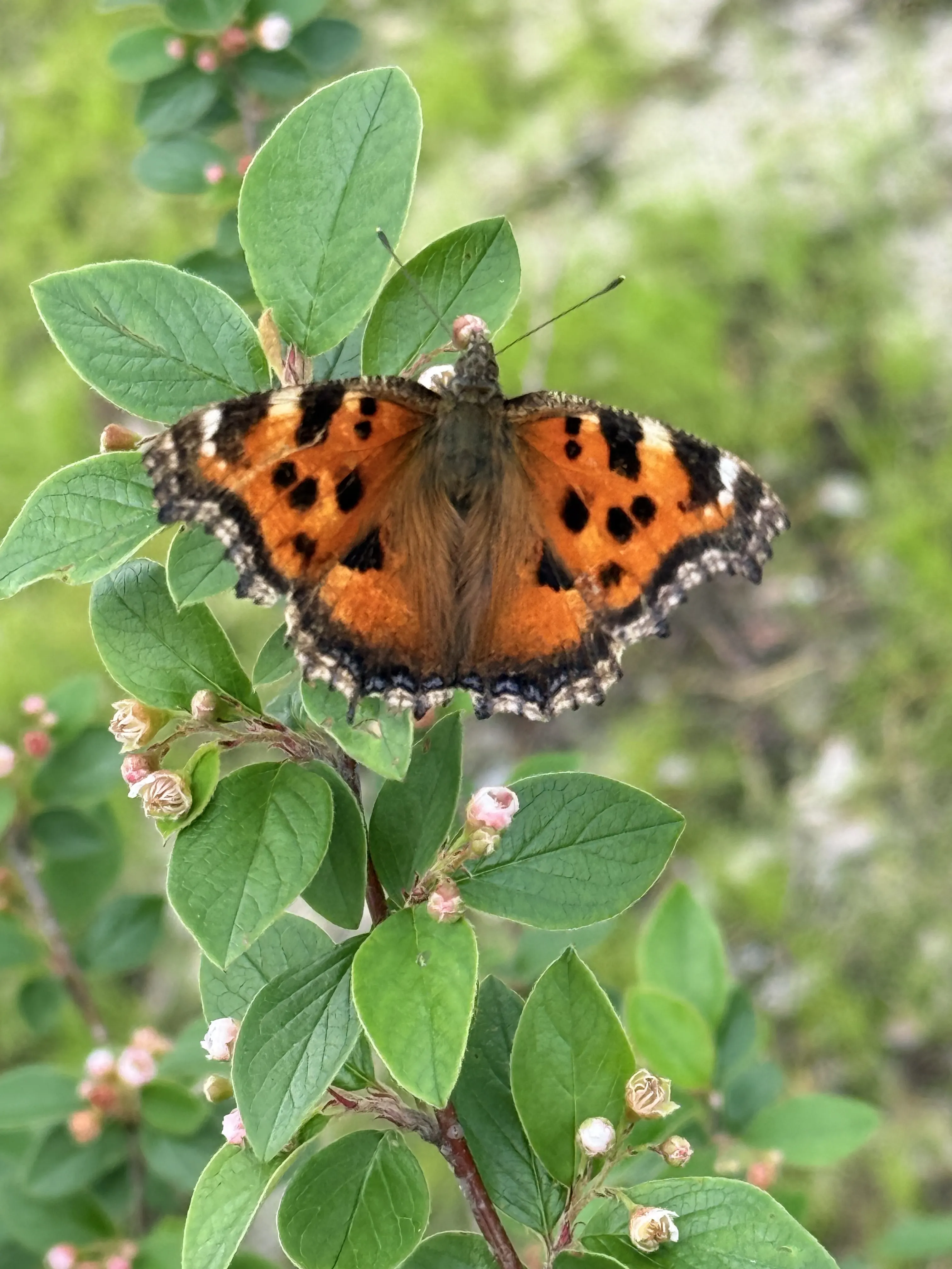 Крапивница на кизильнике