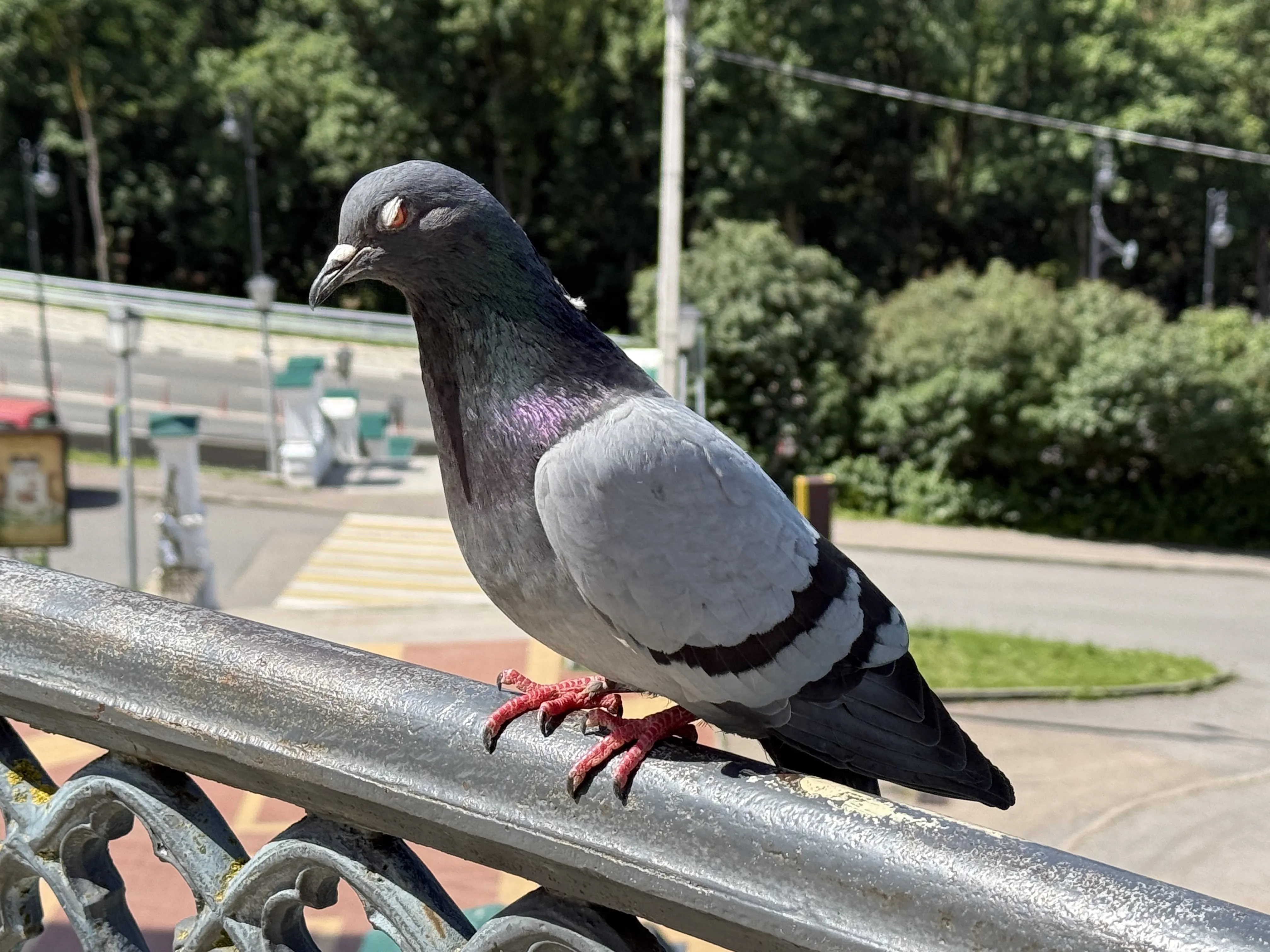 Суровый смоленский голубь