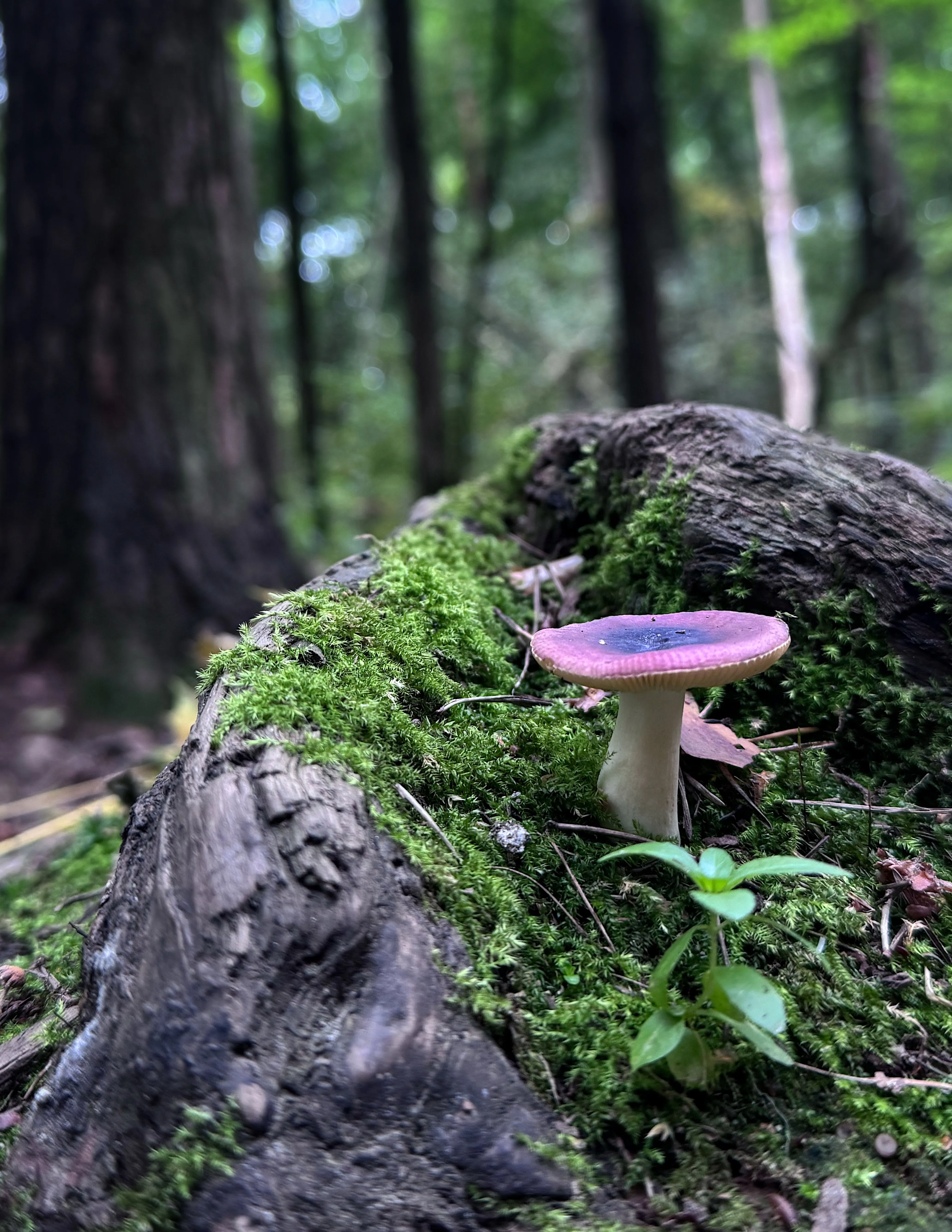 Кровь осени