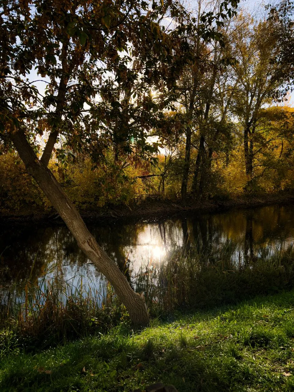 Любимое утро