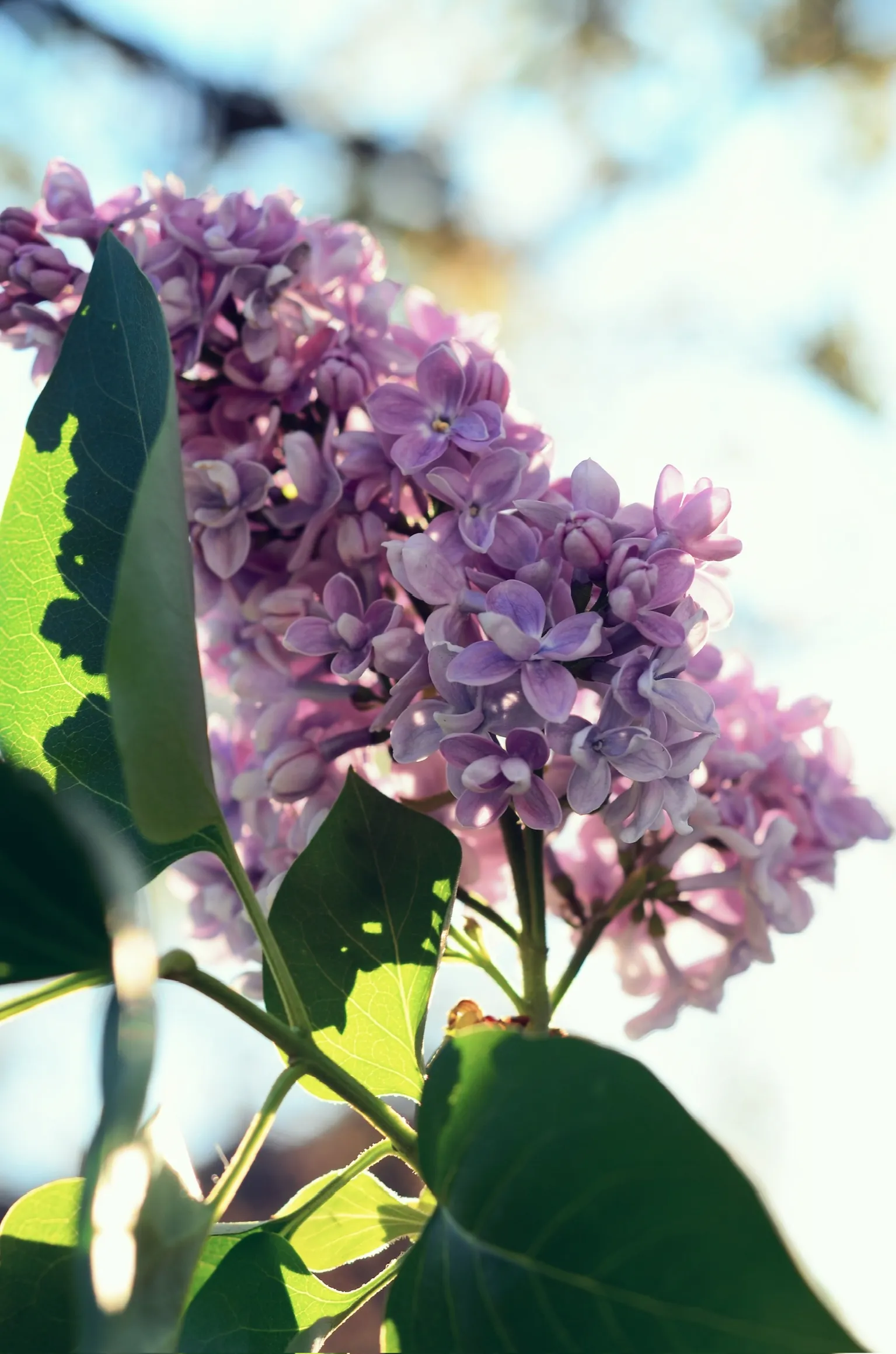 дыхание весны