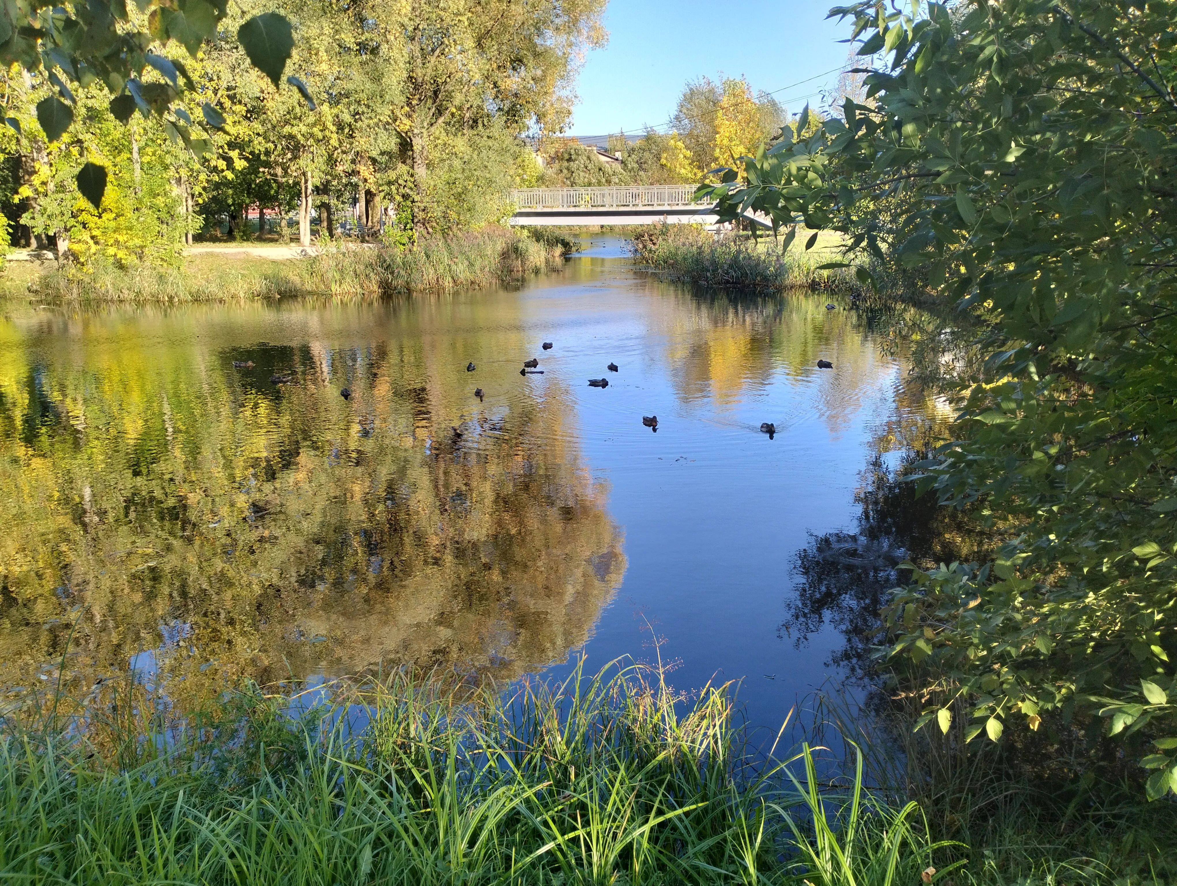 Городские утки