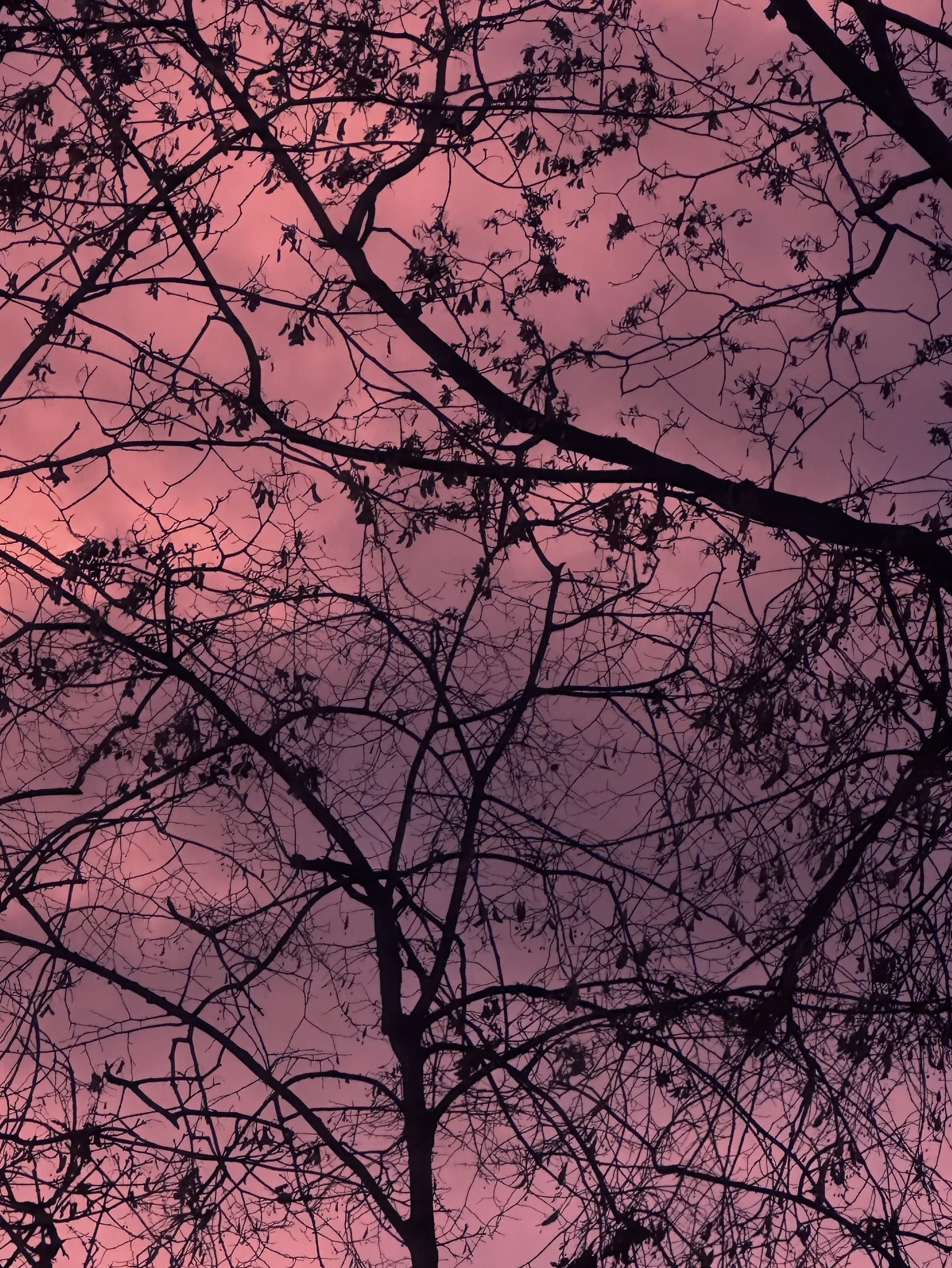 Пламенный рассвет