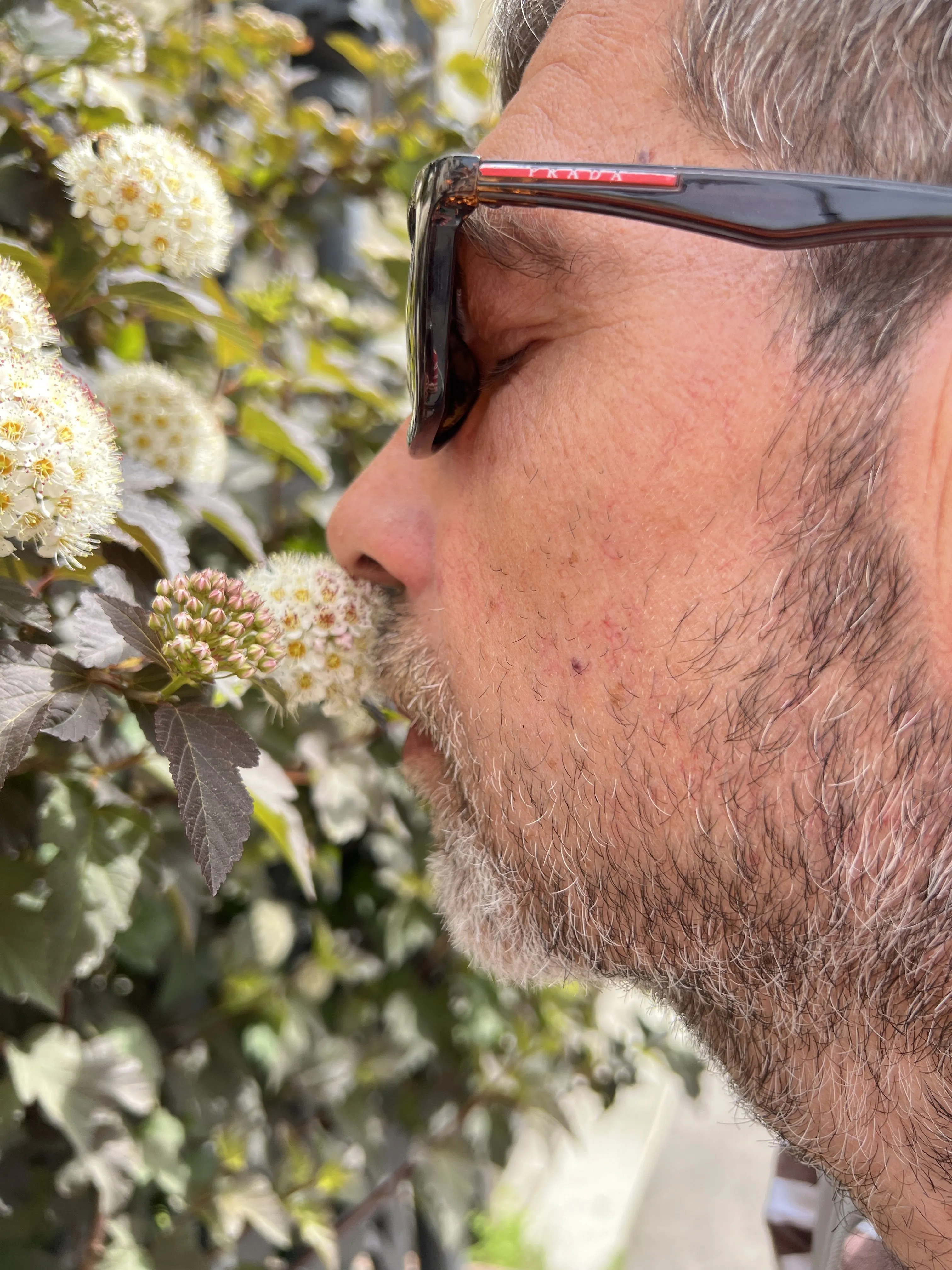 Запахи лета