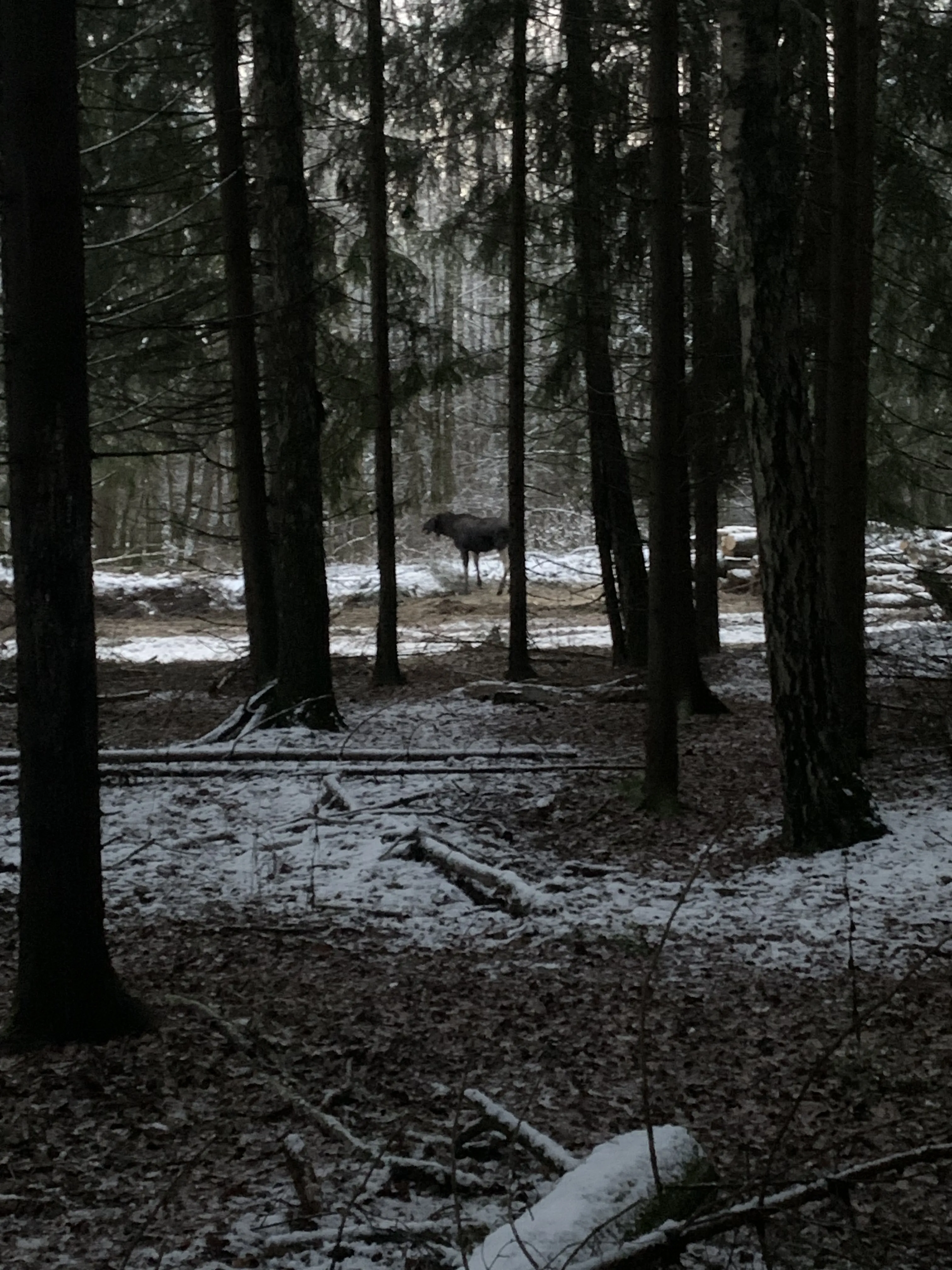 В четырёх километрах от мегаполиса