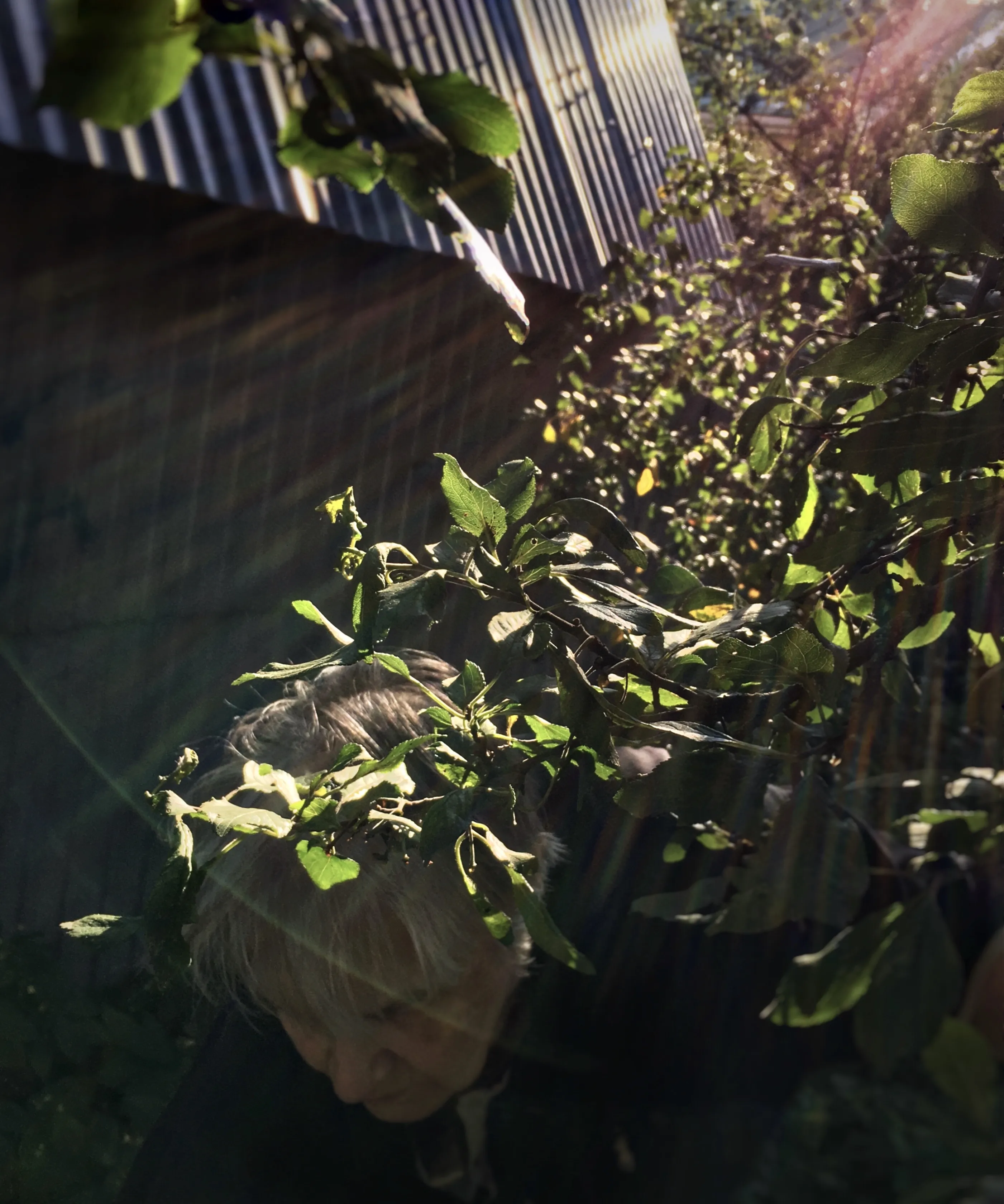 Сбор терновника