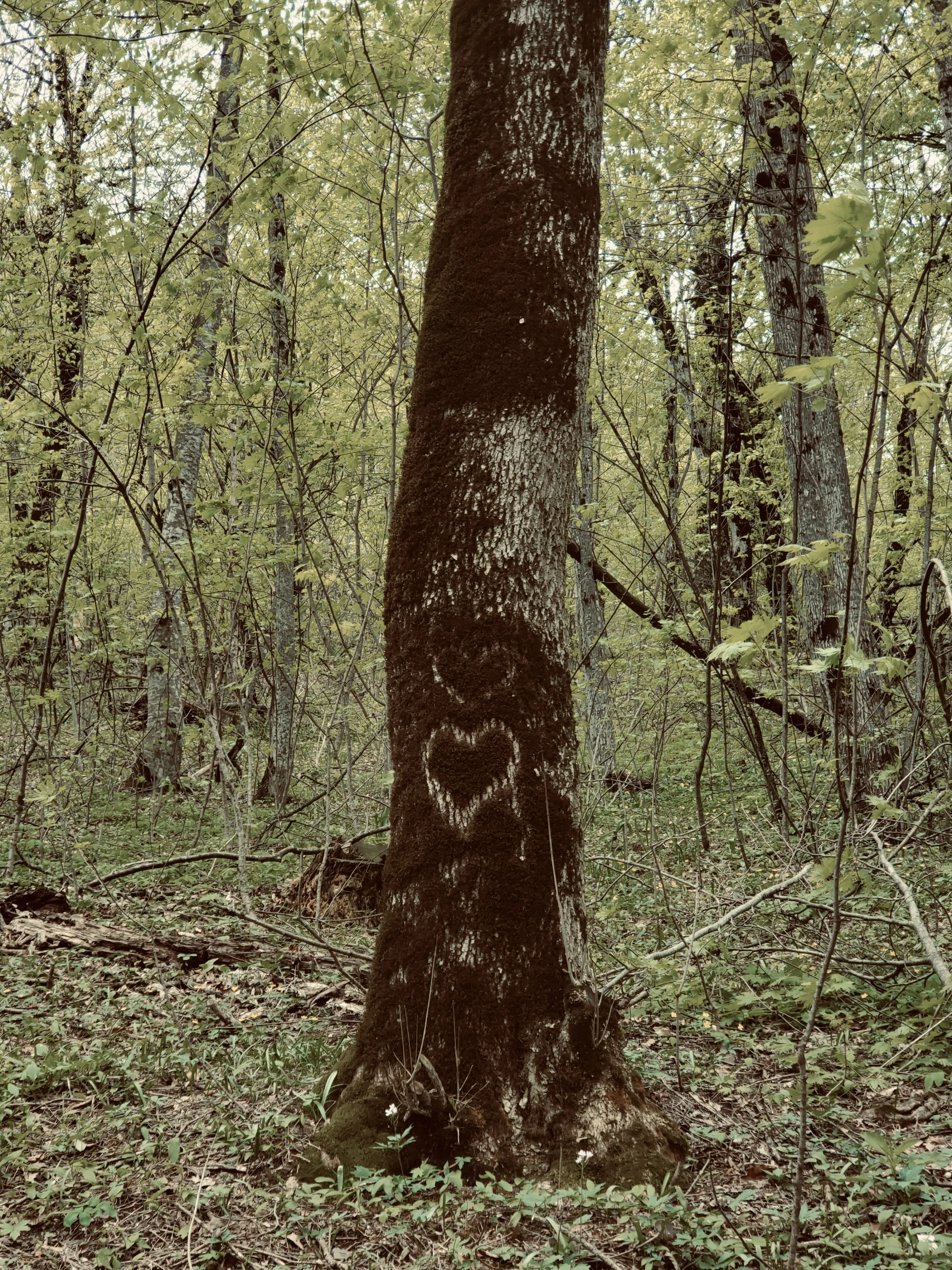 Там, где любовь пускает корни