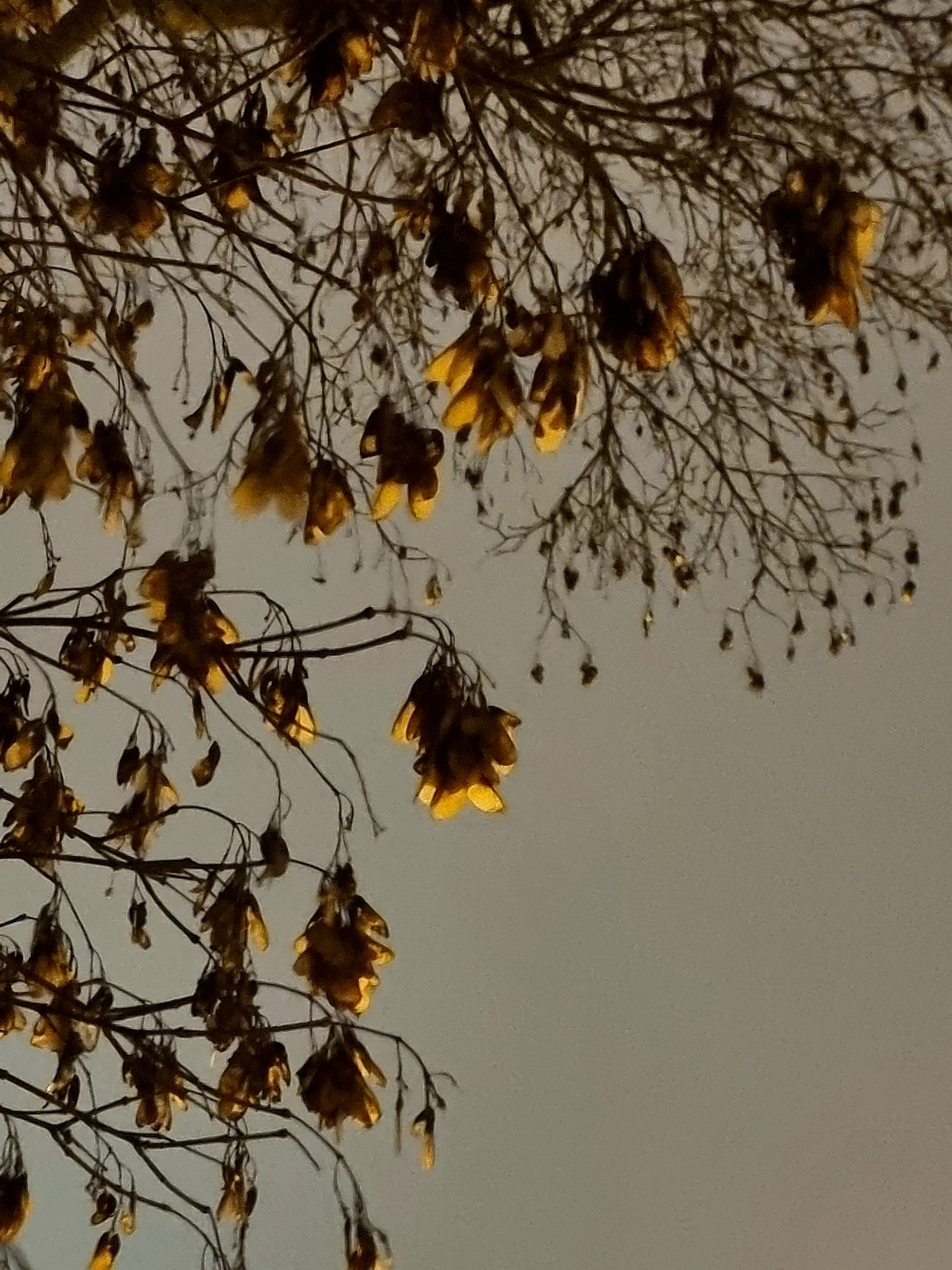 Золотые капли