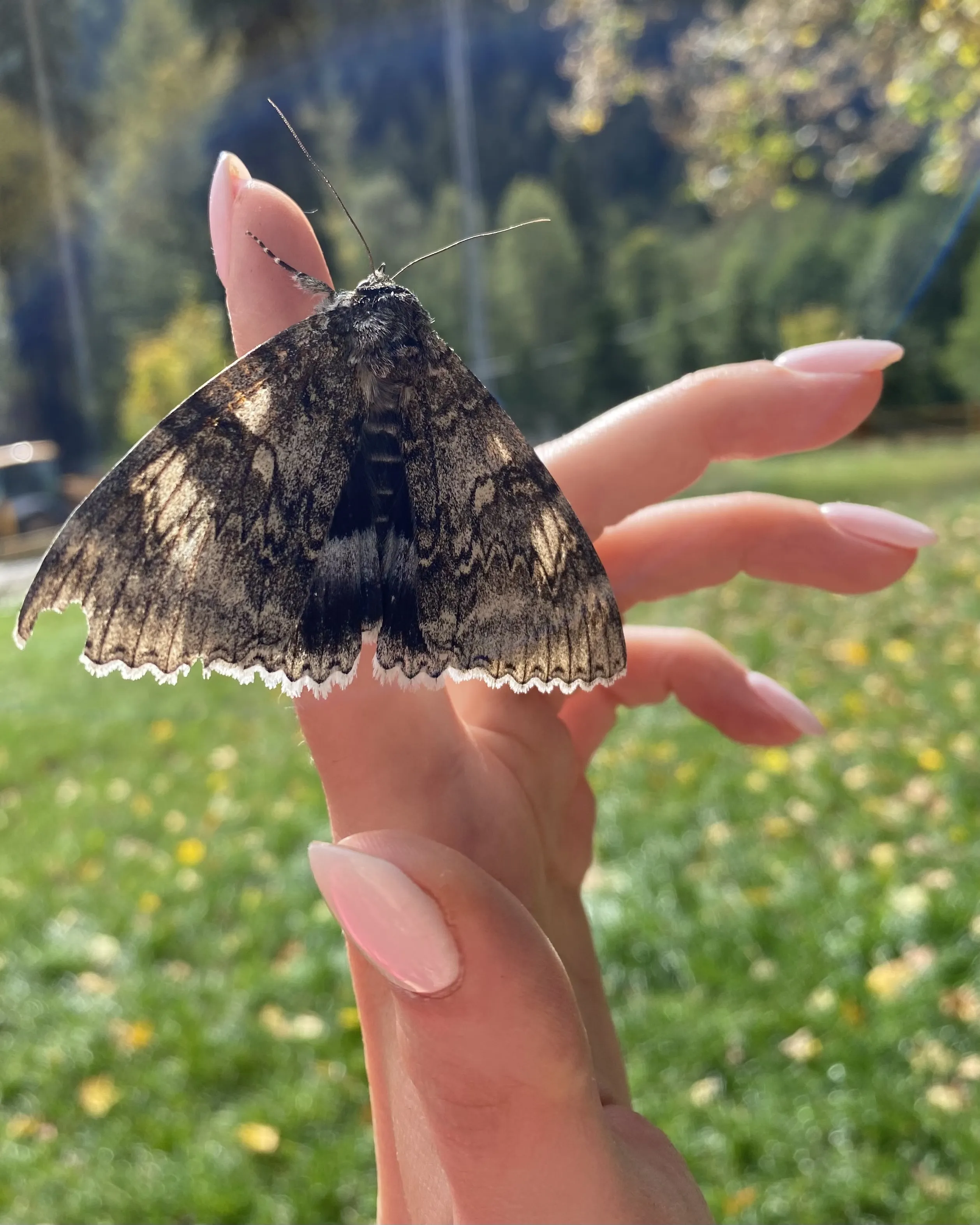 Касание бабочки