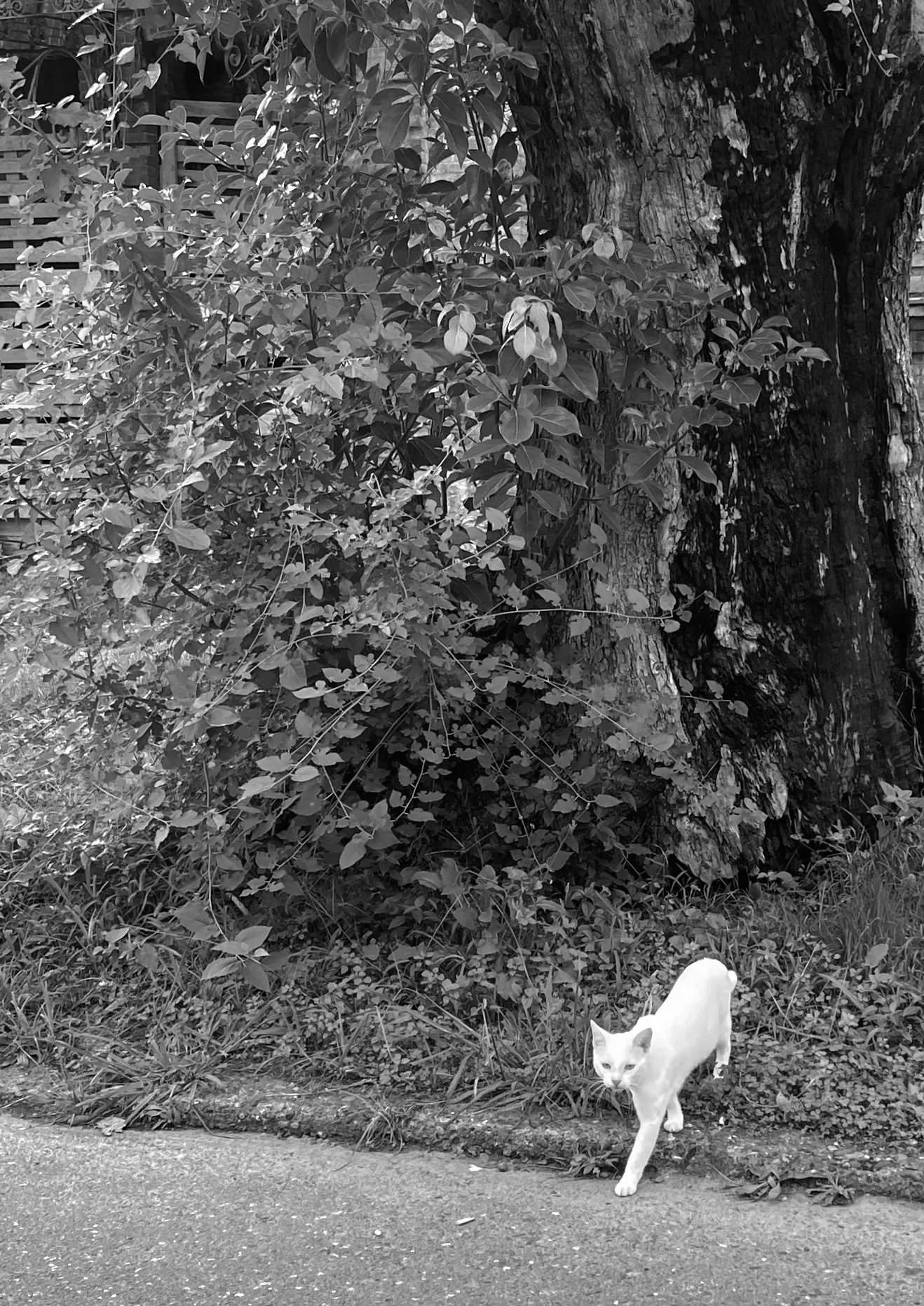 Белая грациозность