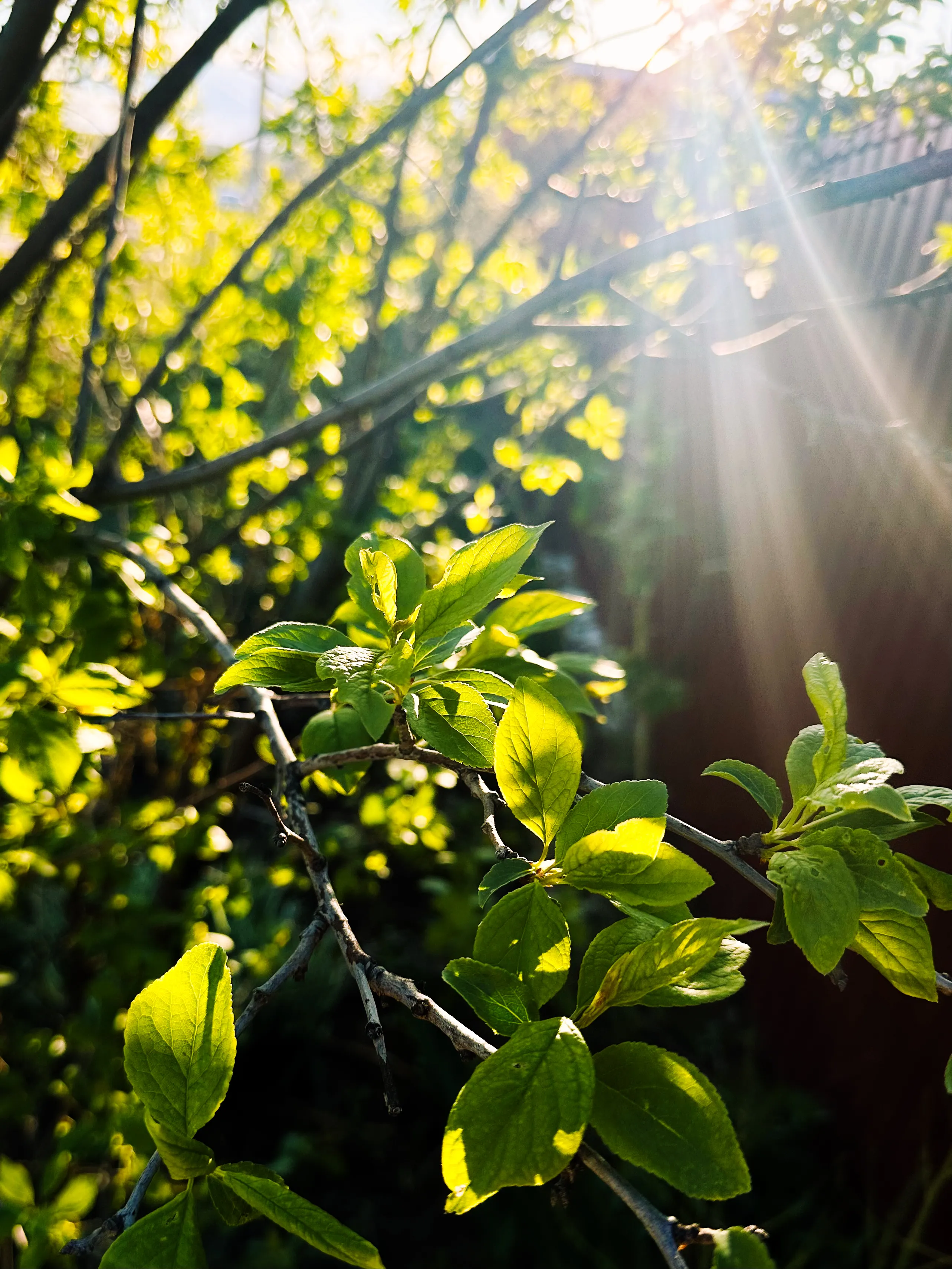 Лучи теплого лета