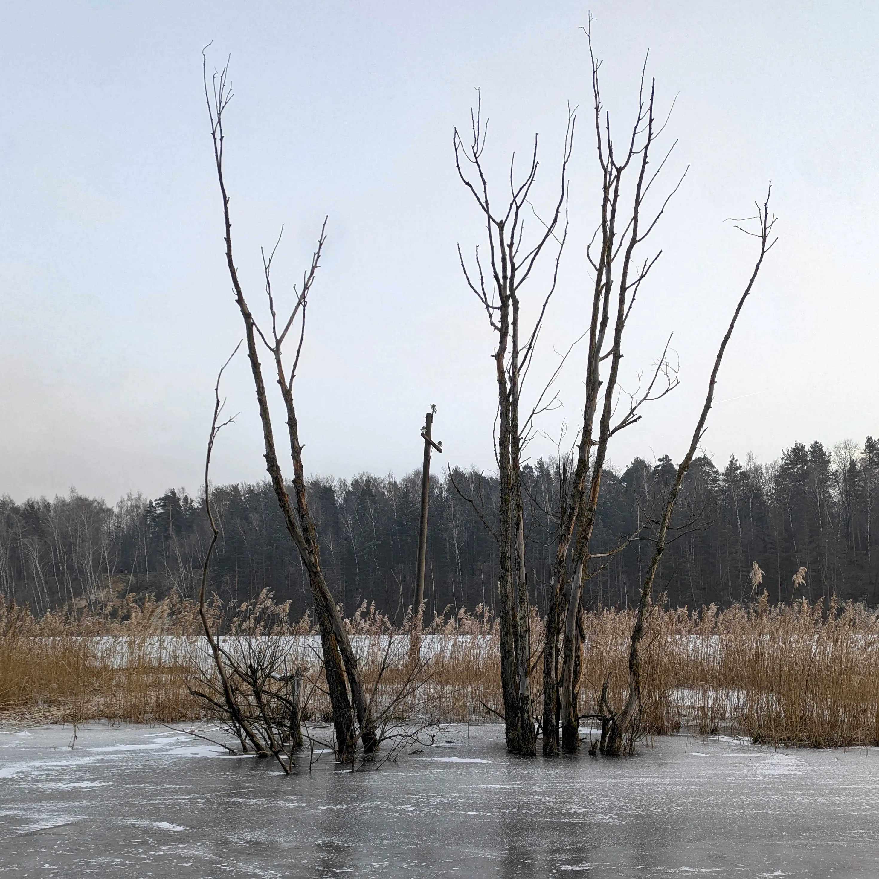 Живое-неживое