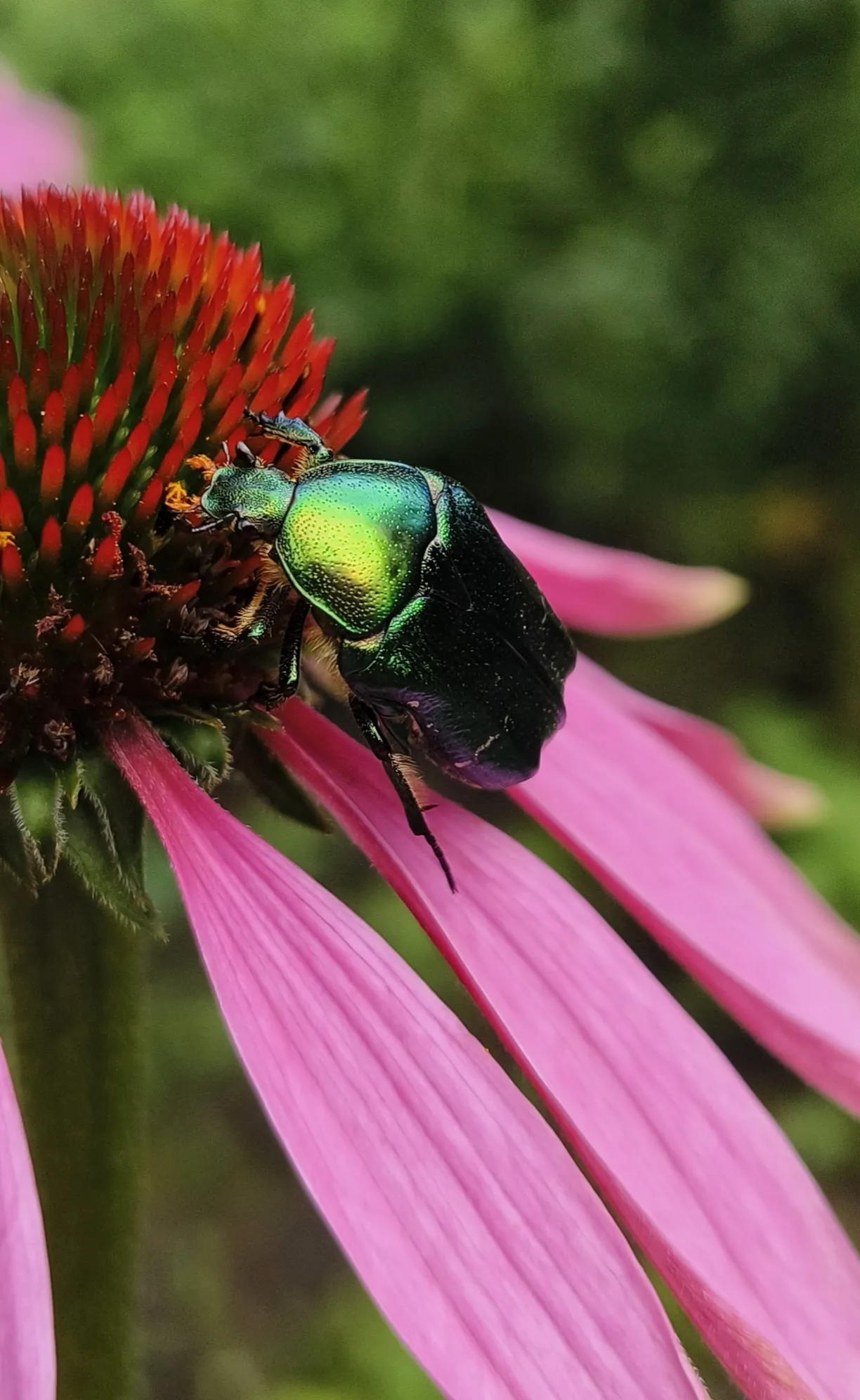 Жук Бронзовка