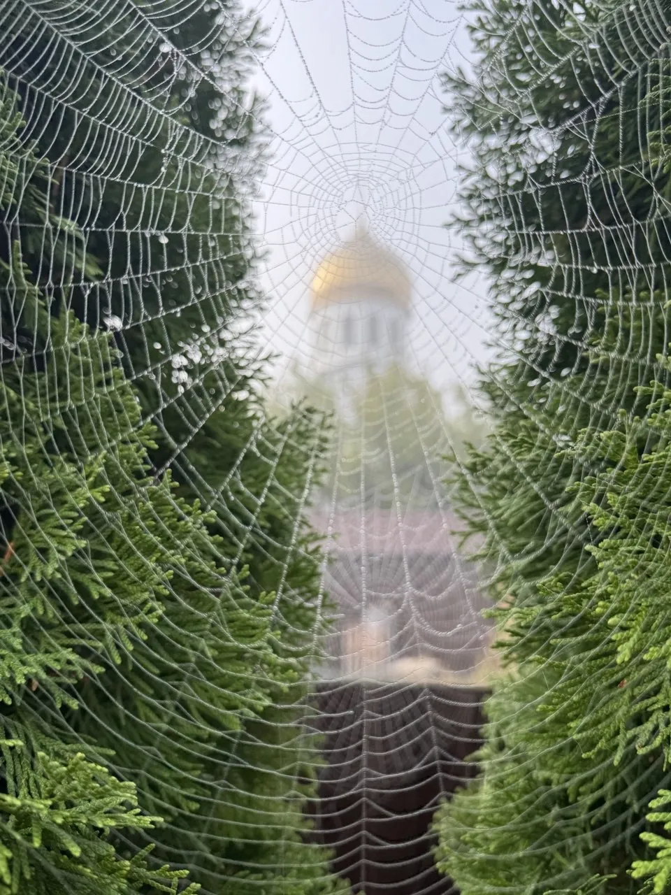 паутина