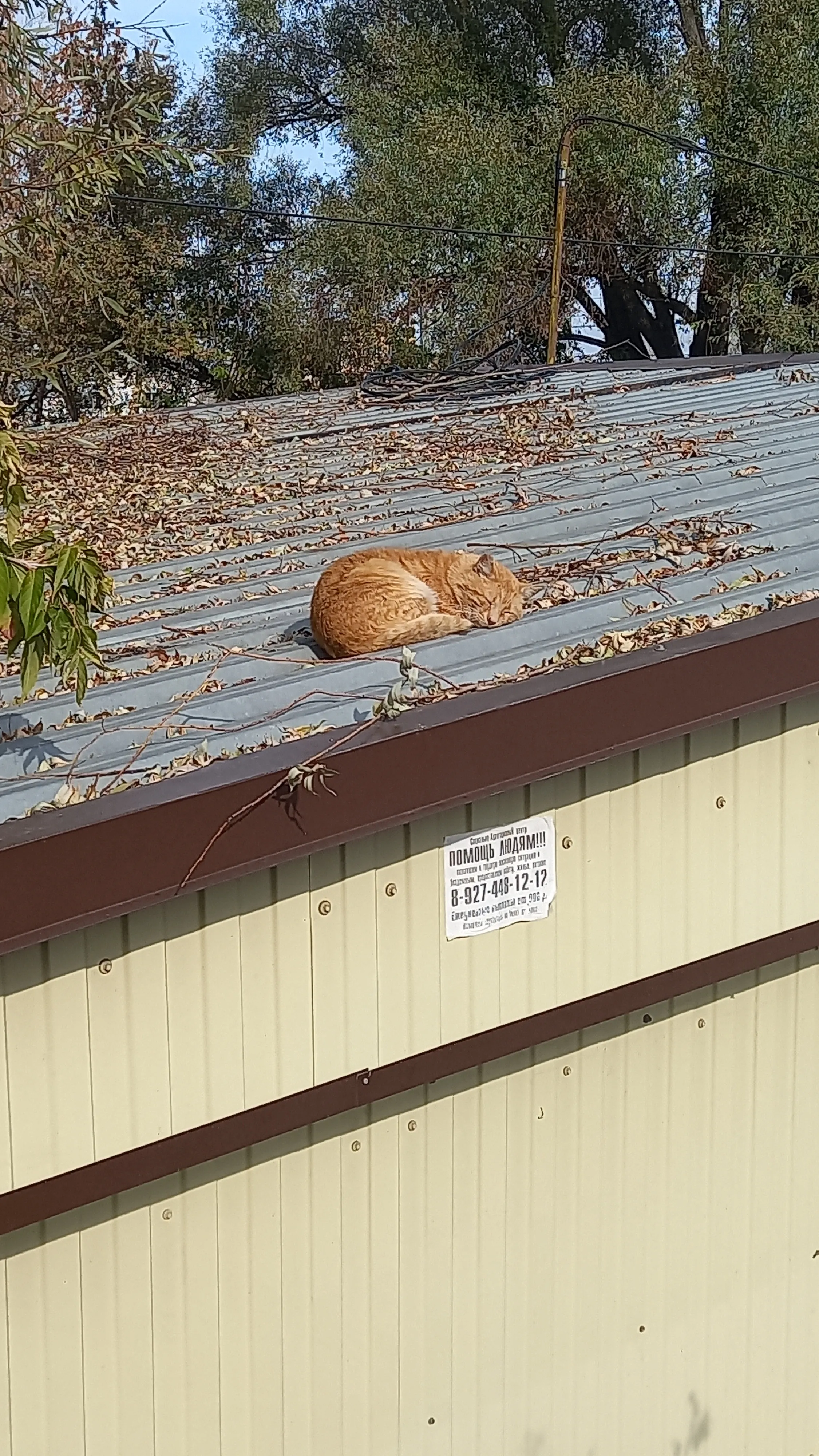 Котик