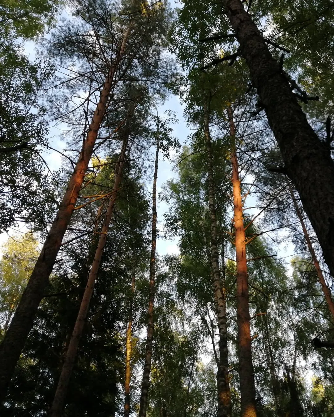 В лесу