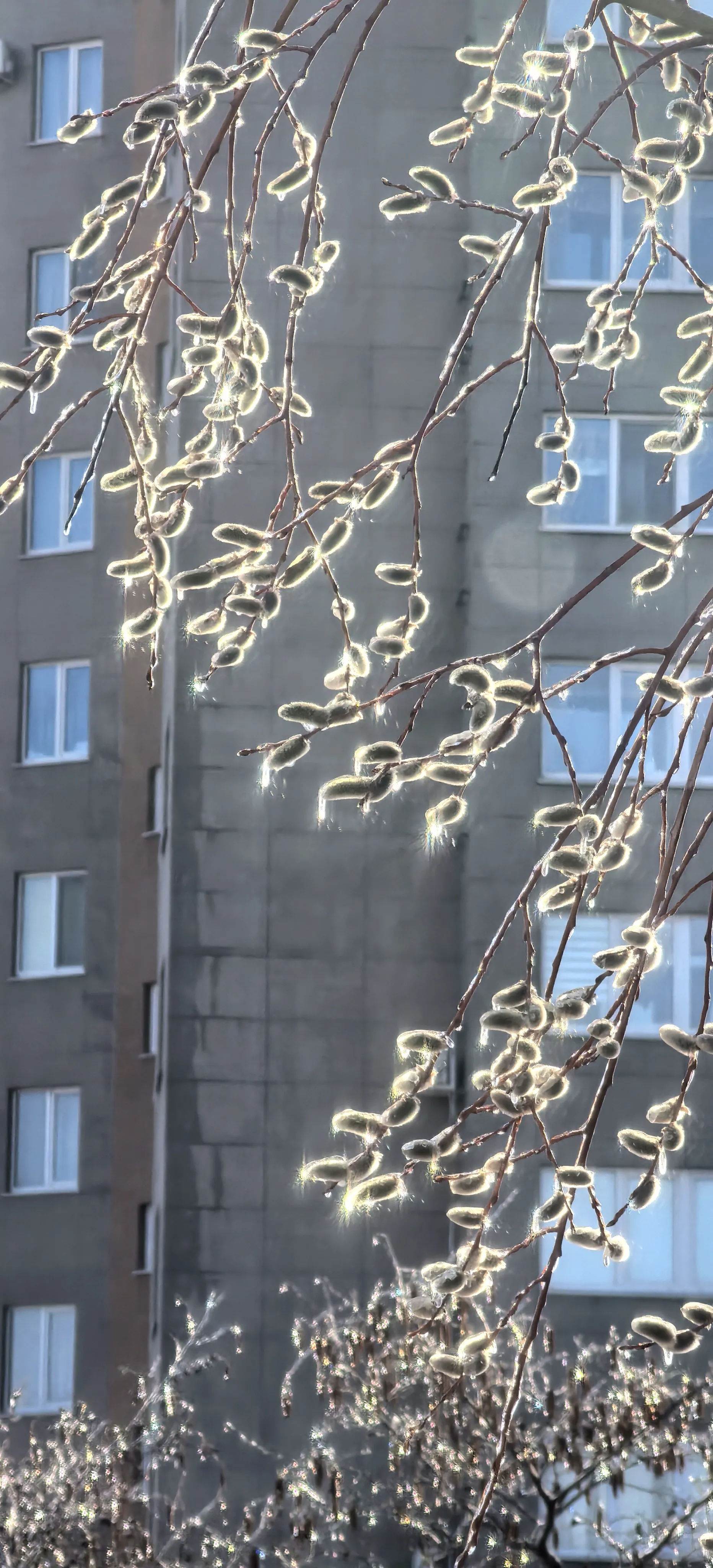 После ледяного дождя