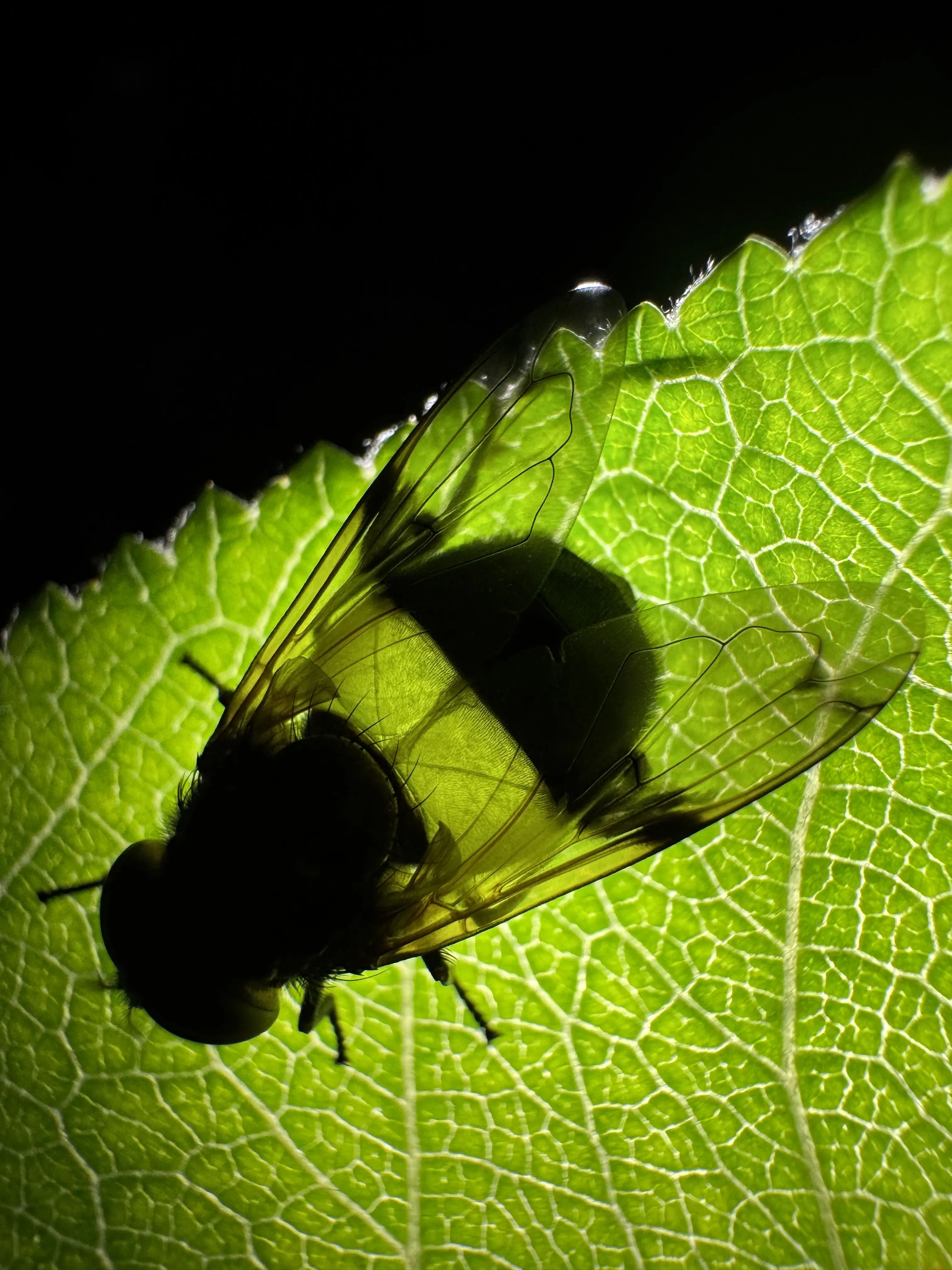 Прозрачная муха