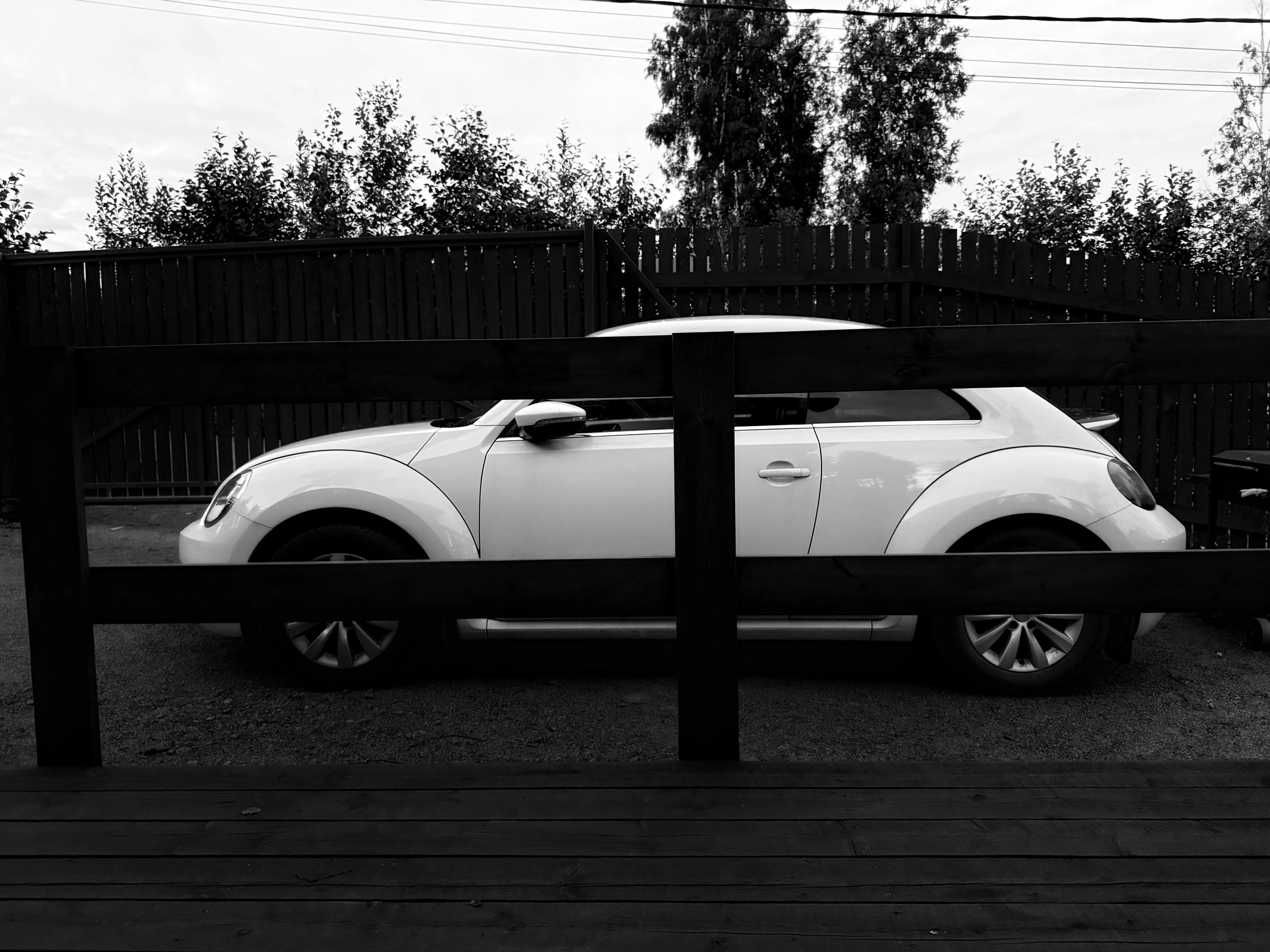Beetle